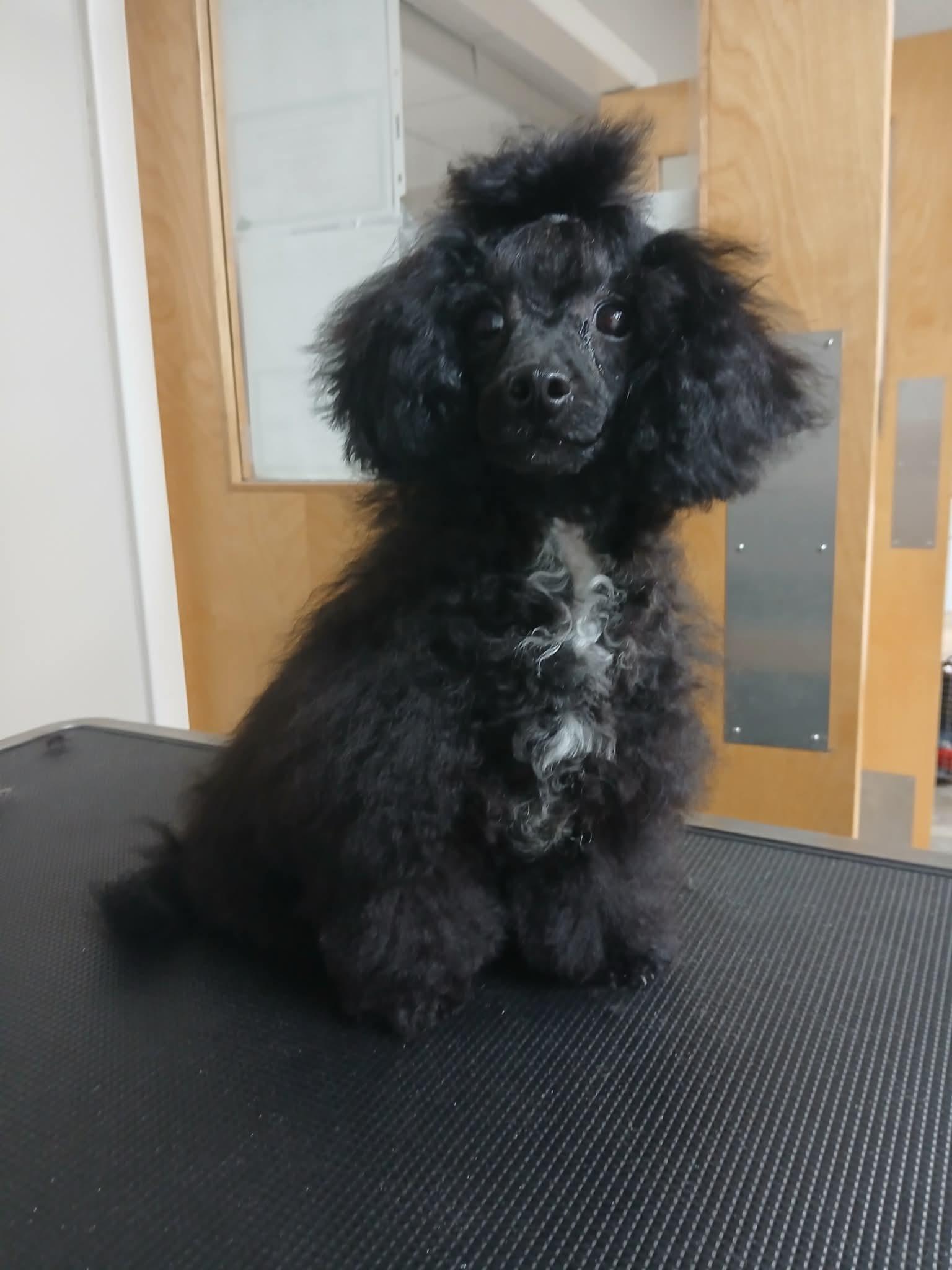 Enlarge Beatrice, an adopted Miniature Poodle in Vernon, CT image 2/6