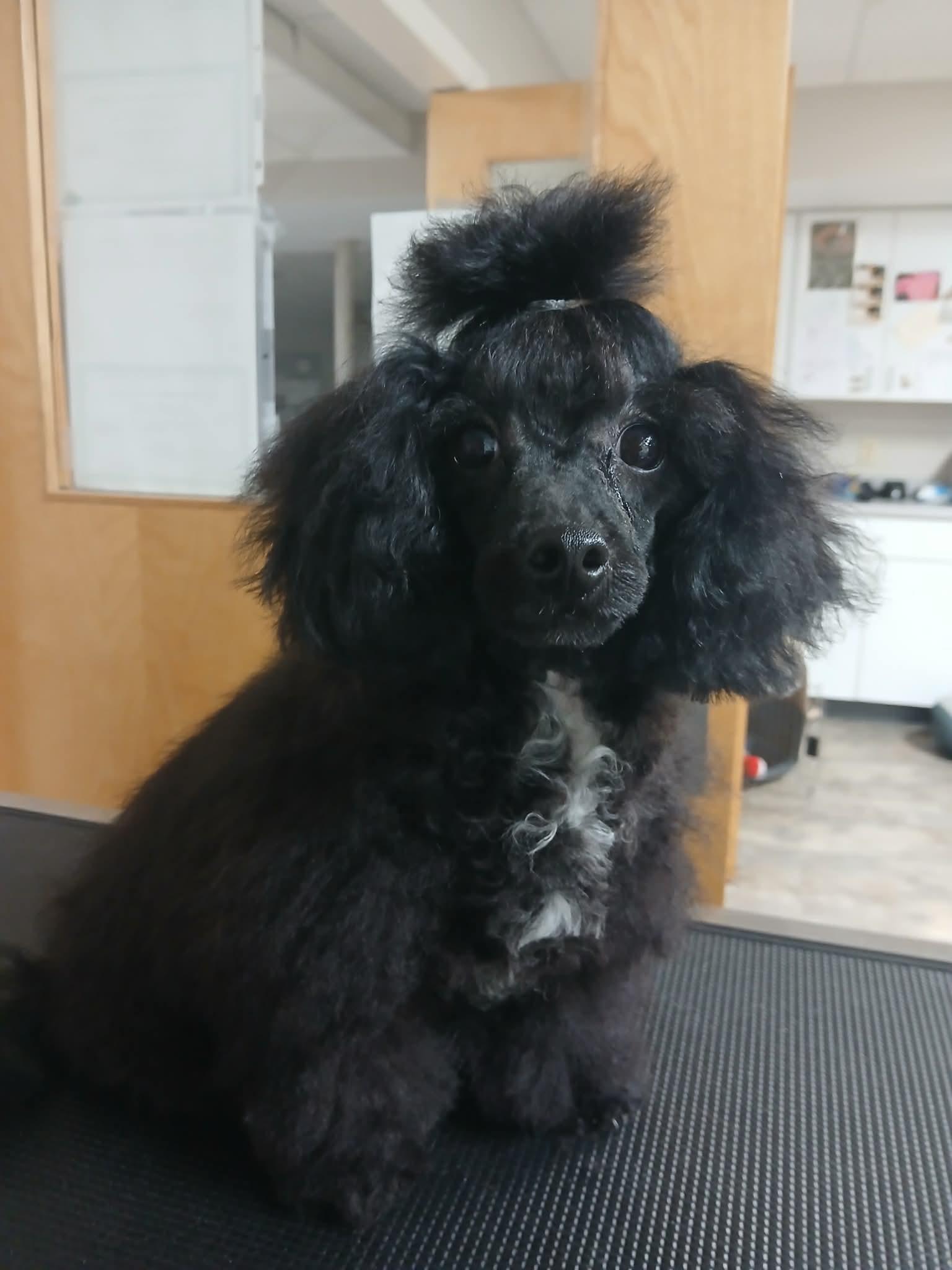 Enlarge Beatrice, an adopted Miniature Poodle in Vernon, CT image 6/6