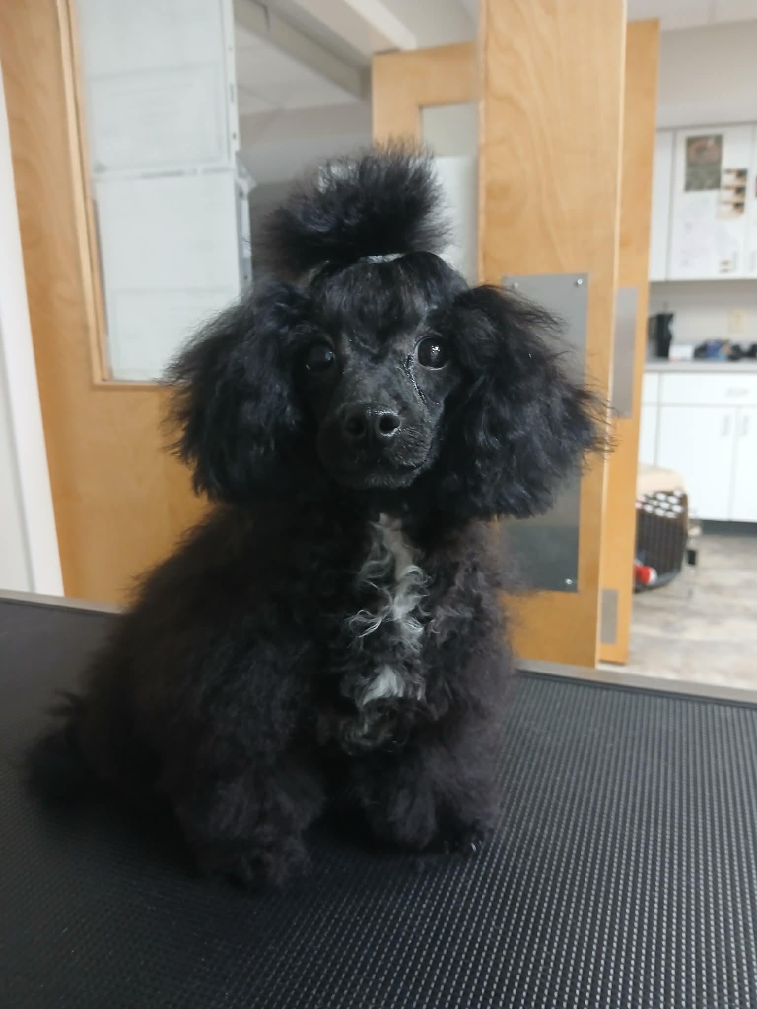 Enlarge Beatrice, an adopted Miniature Poodle in Vernon, CT image 4/6