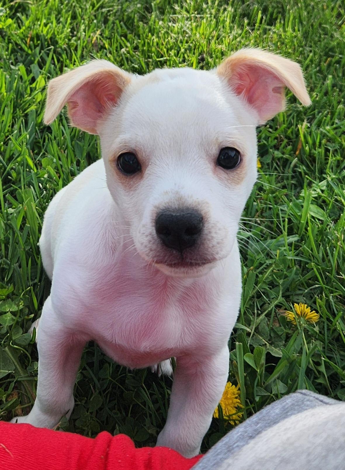 Puppy #2 photo 3