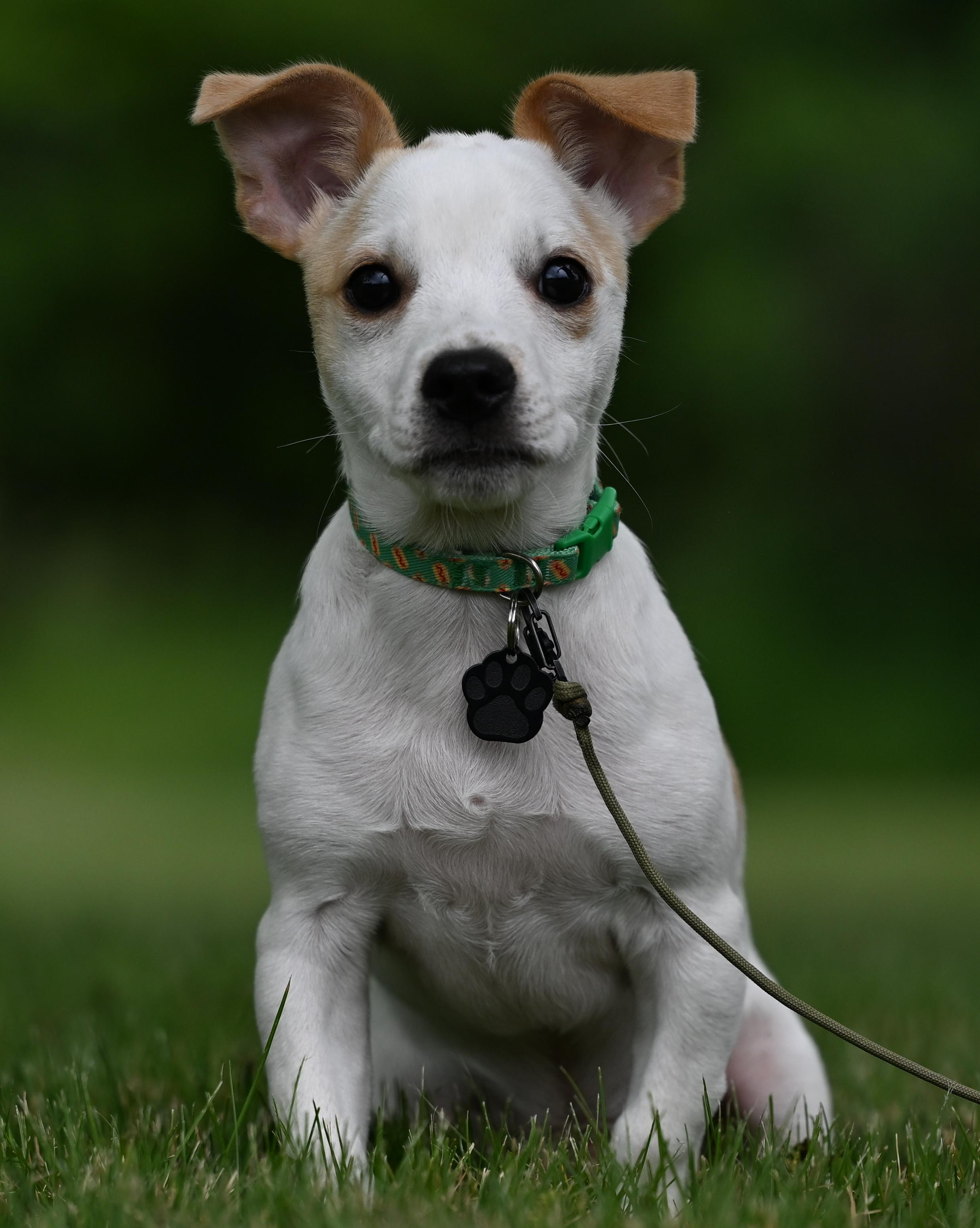 Puppy #2 photo 2
