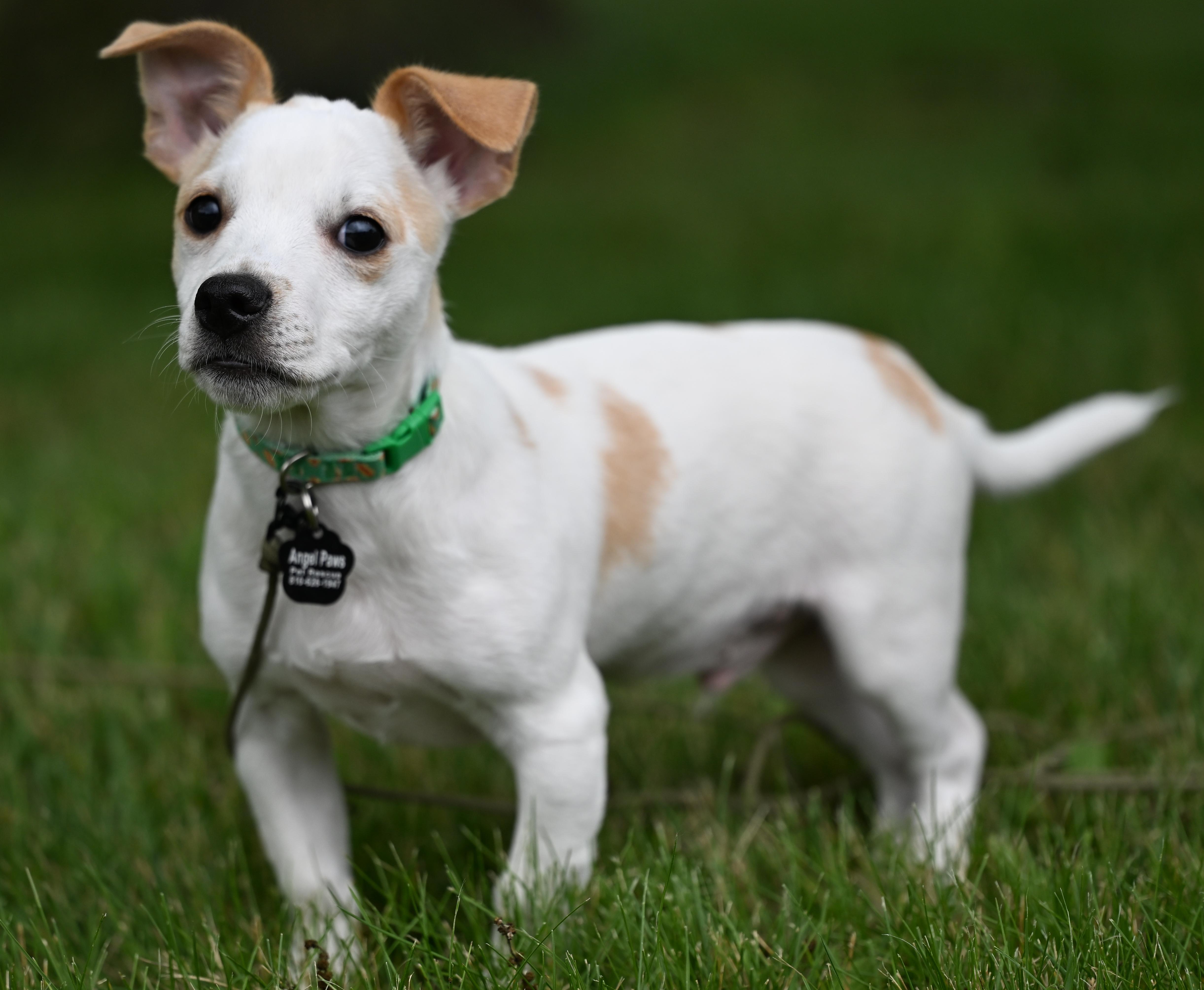 Puppy #2 photo 1