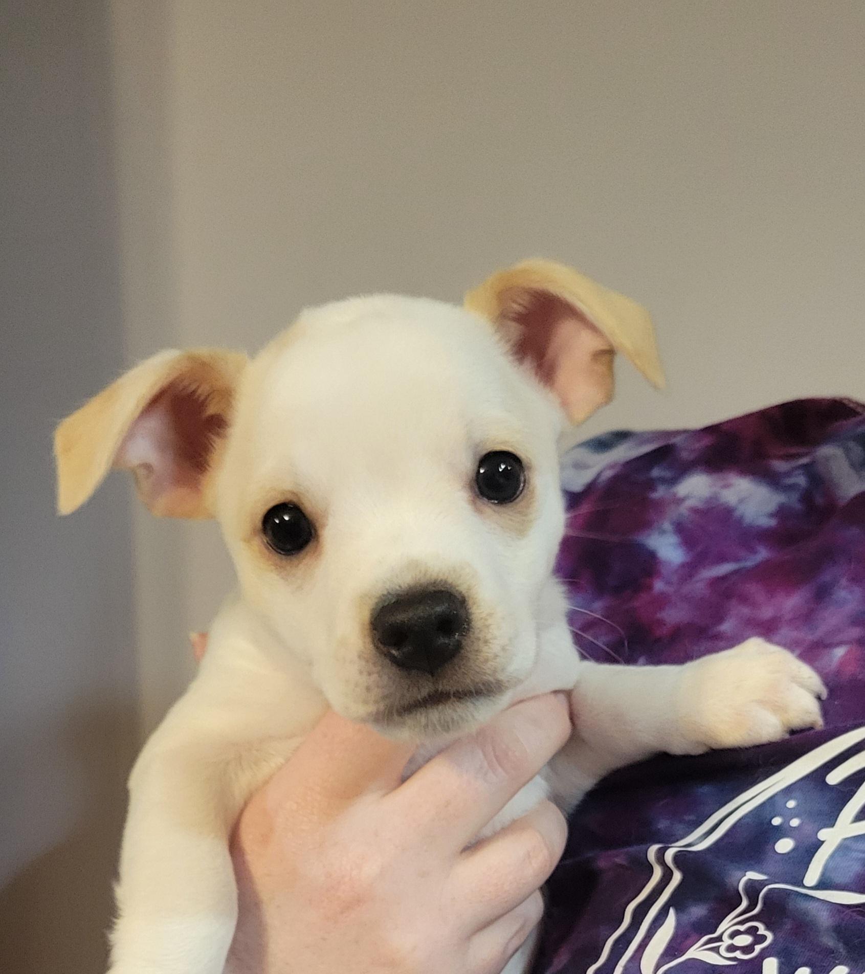 Puppy #2 photo 4