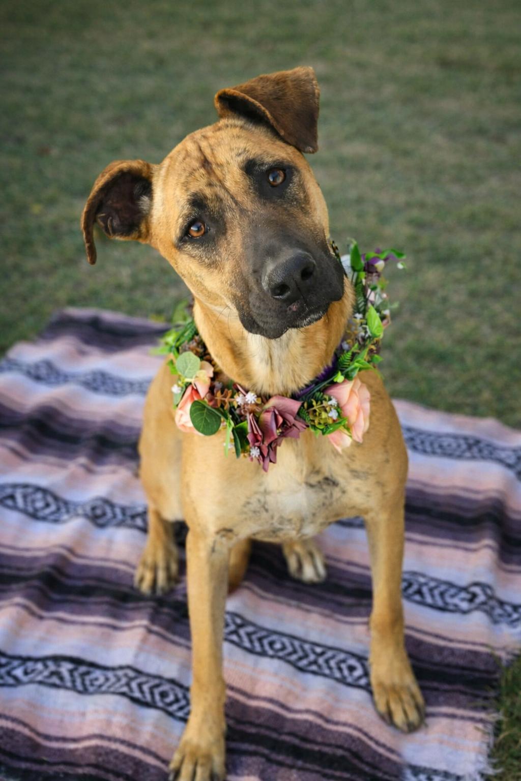 Enlarge Cora, a Adoptable mixed breed in Murrieta, CA image 4/6