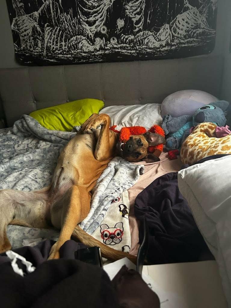 Enlarge Cora, a Adoptable mixed breed in Murrieta, CA image 5/6