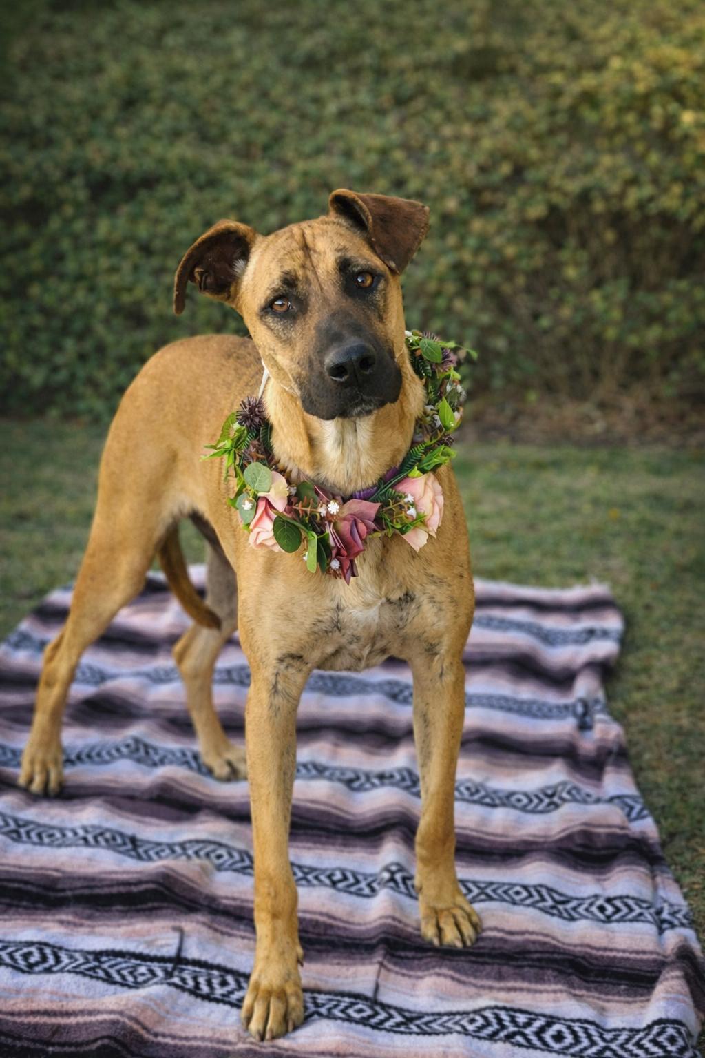 Enlarge Cora, a Adoptable mixed breed in Murrieta, CA image 3/6
