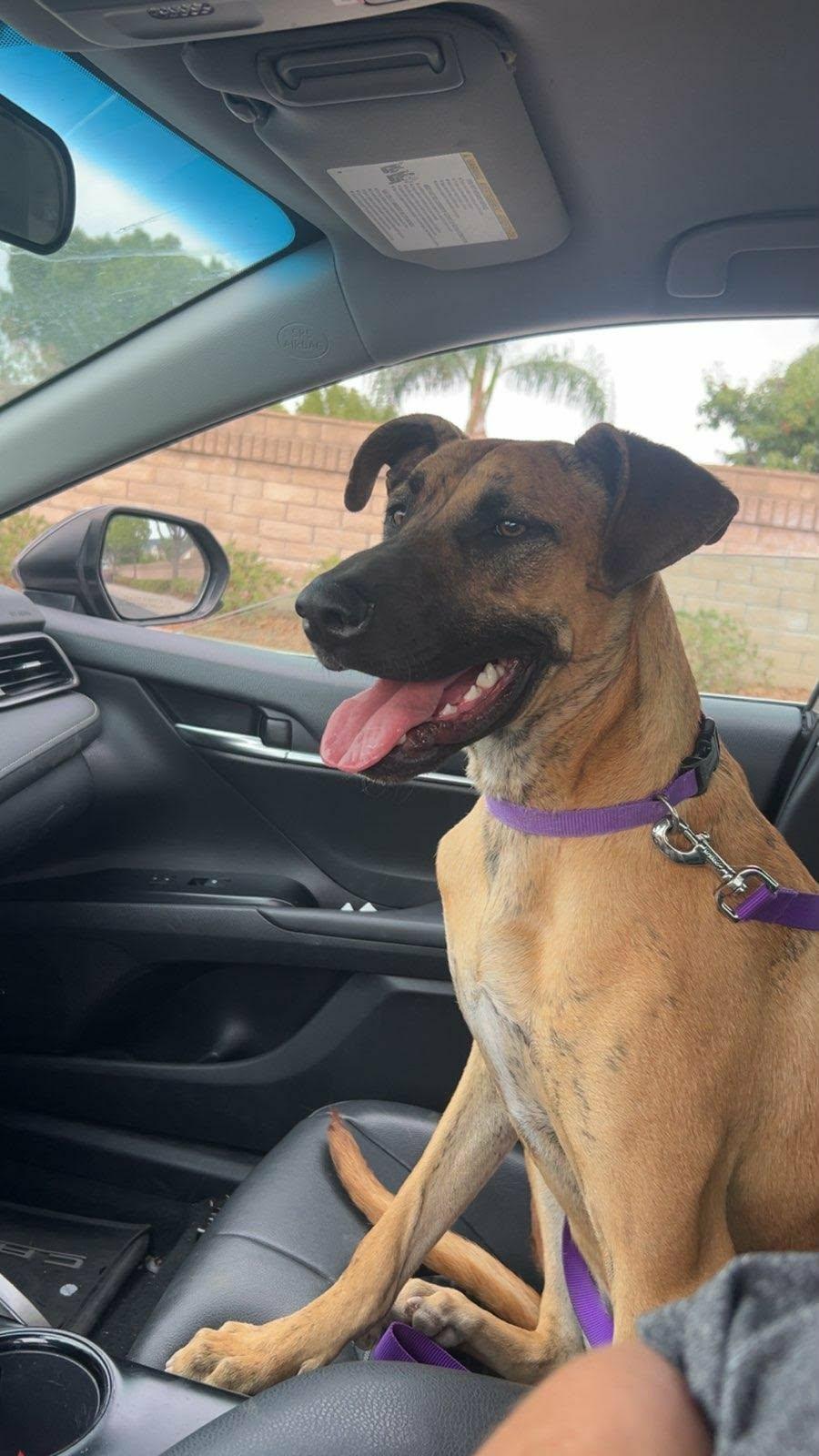 Enlarge Cora, a Adoptable mixed breed in Murrieta, CA image 6/6