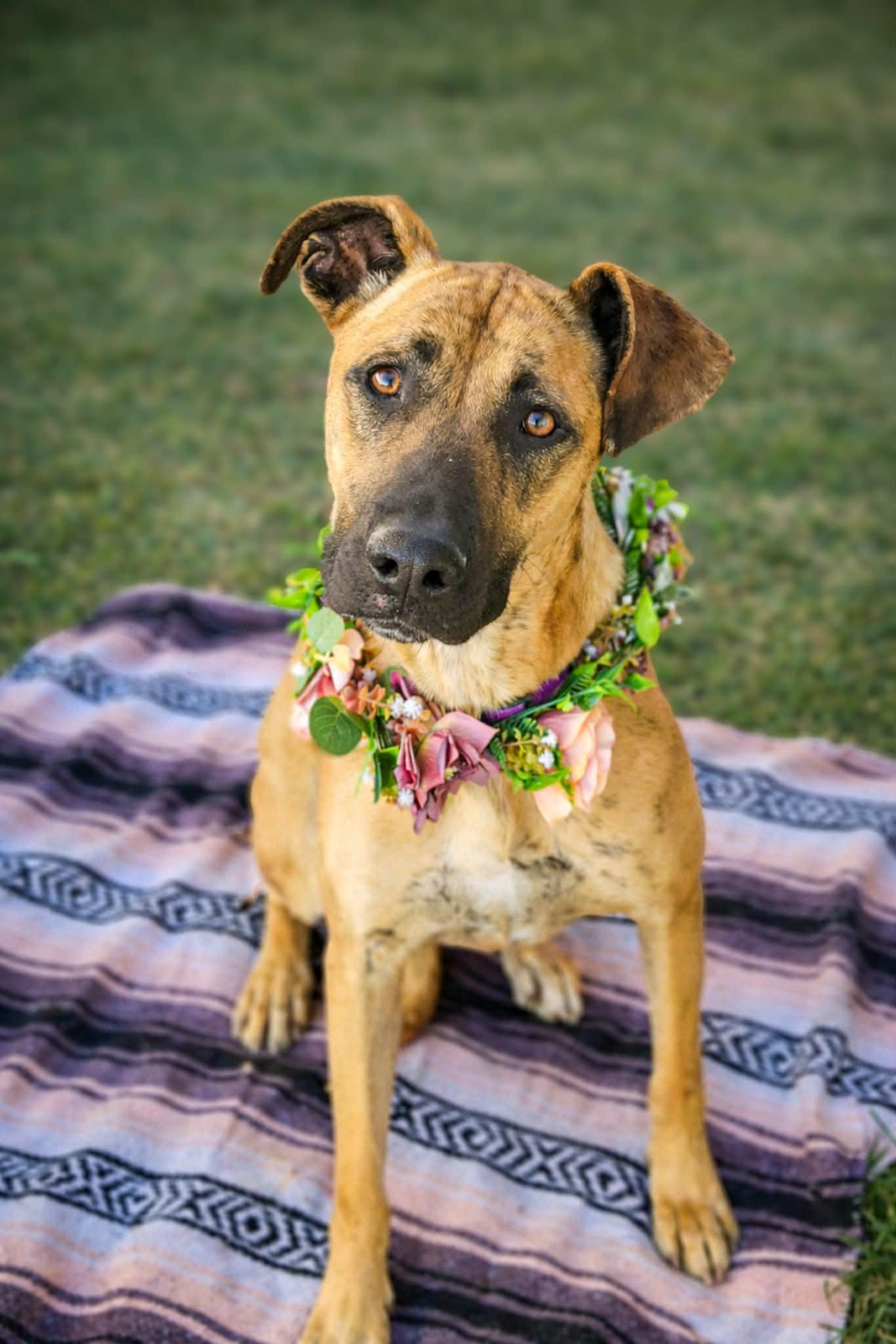 Enlarge Cora, a Adoptable mixed breed in Murrieta, CA image 1/6
