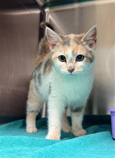 SOLANA, Adoptable, Kitten Female Domestic Short Hair.