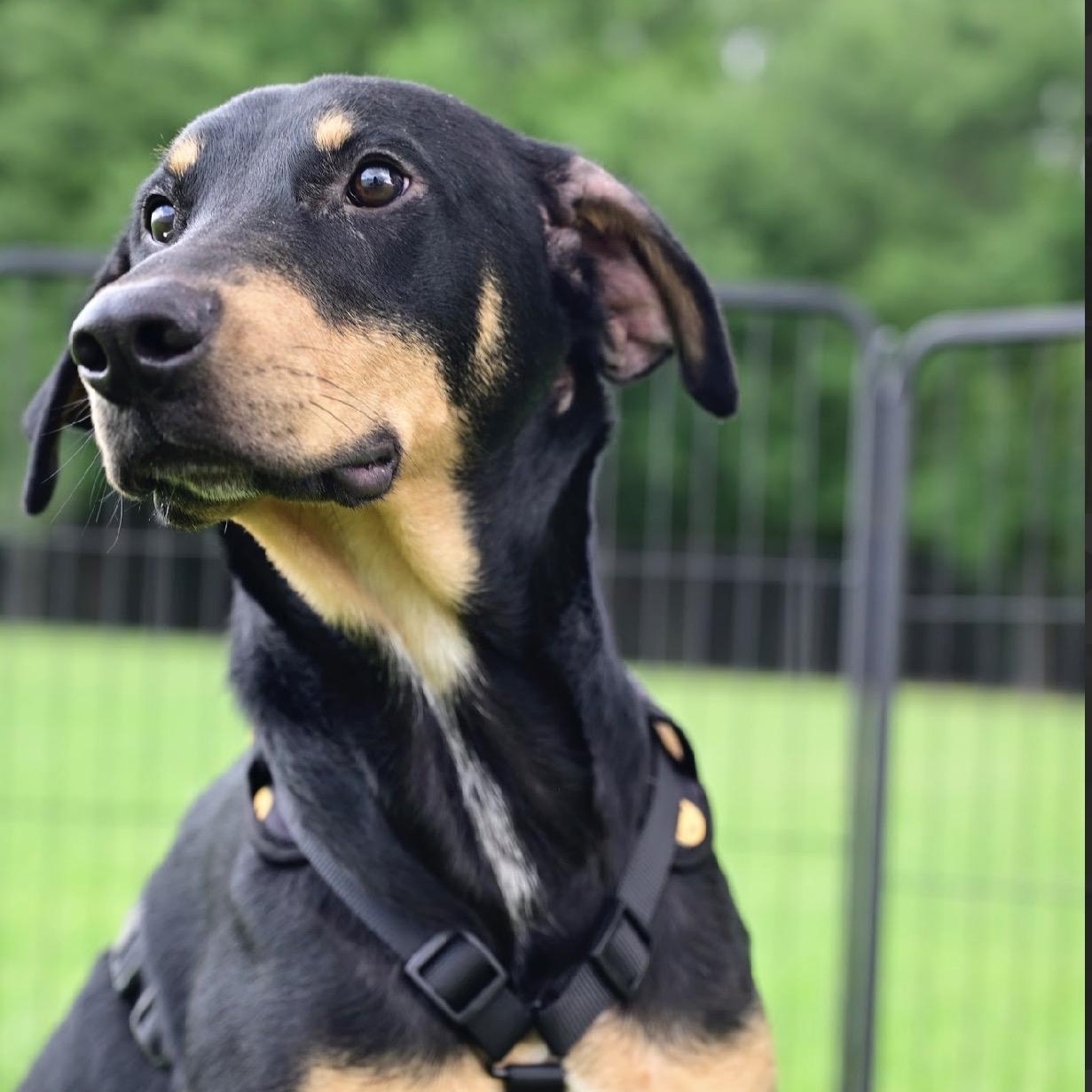 Strawberry, Adoptable, Young Female Doberman Pinscher & Rottweiler.