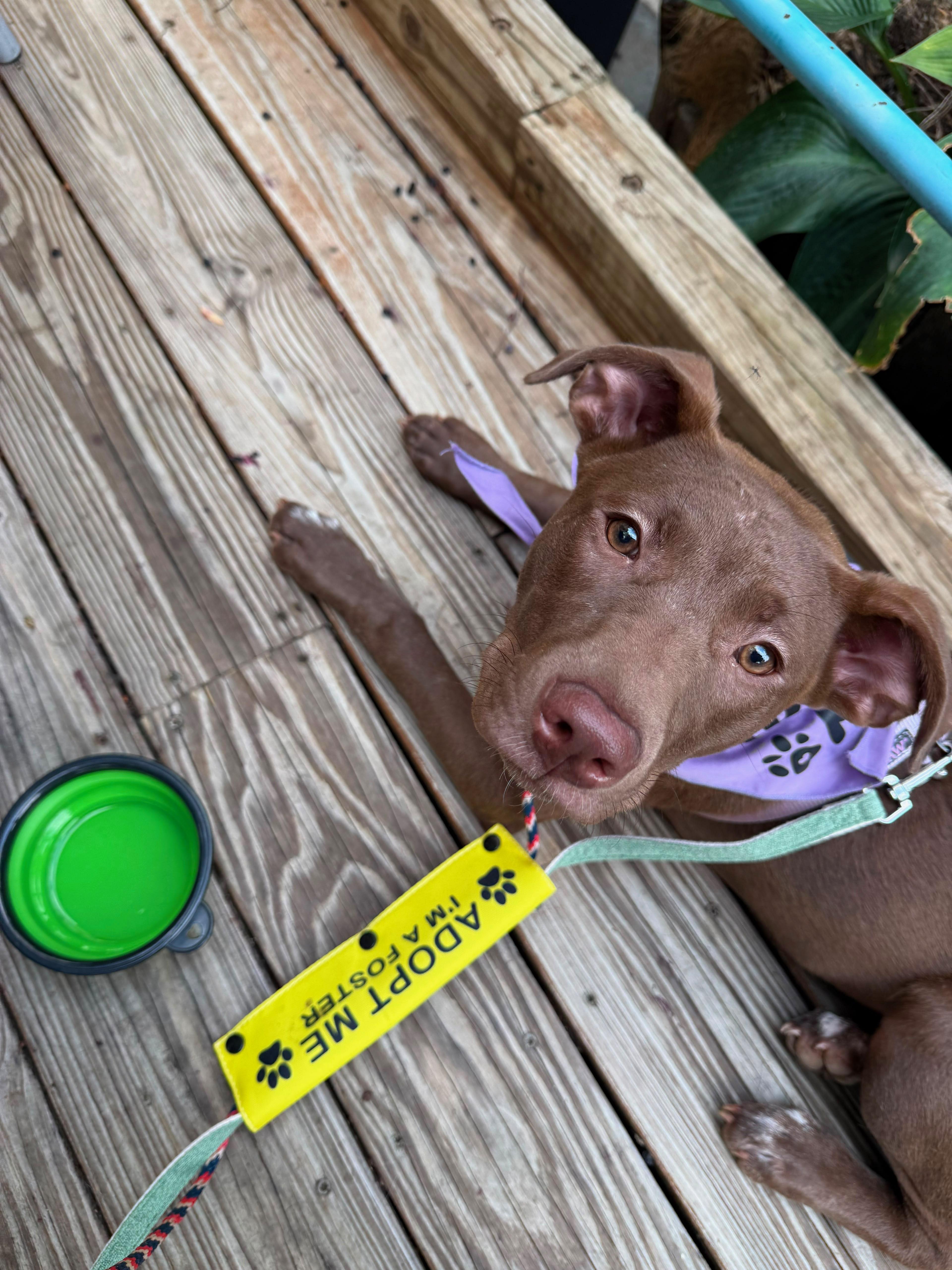 Enlarge Stevi Peeps, a Adoptable mixed breed in Marietta, GA image 5/6
