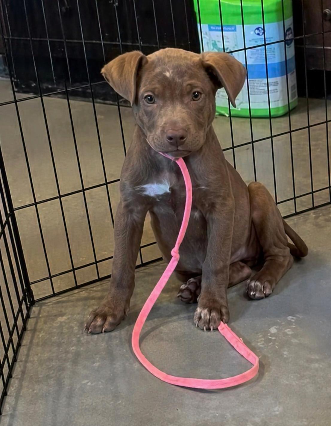 Enlarge Stevi Peeps, a Adoptable mixed breed in Marietta, GA image 2/3