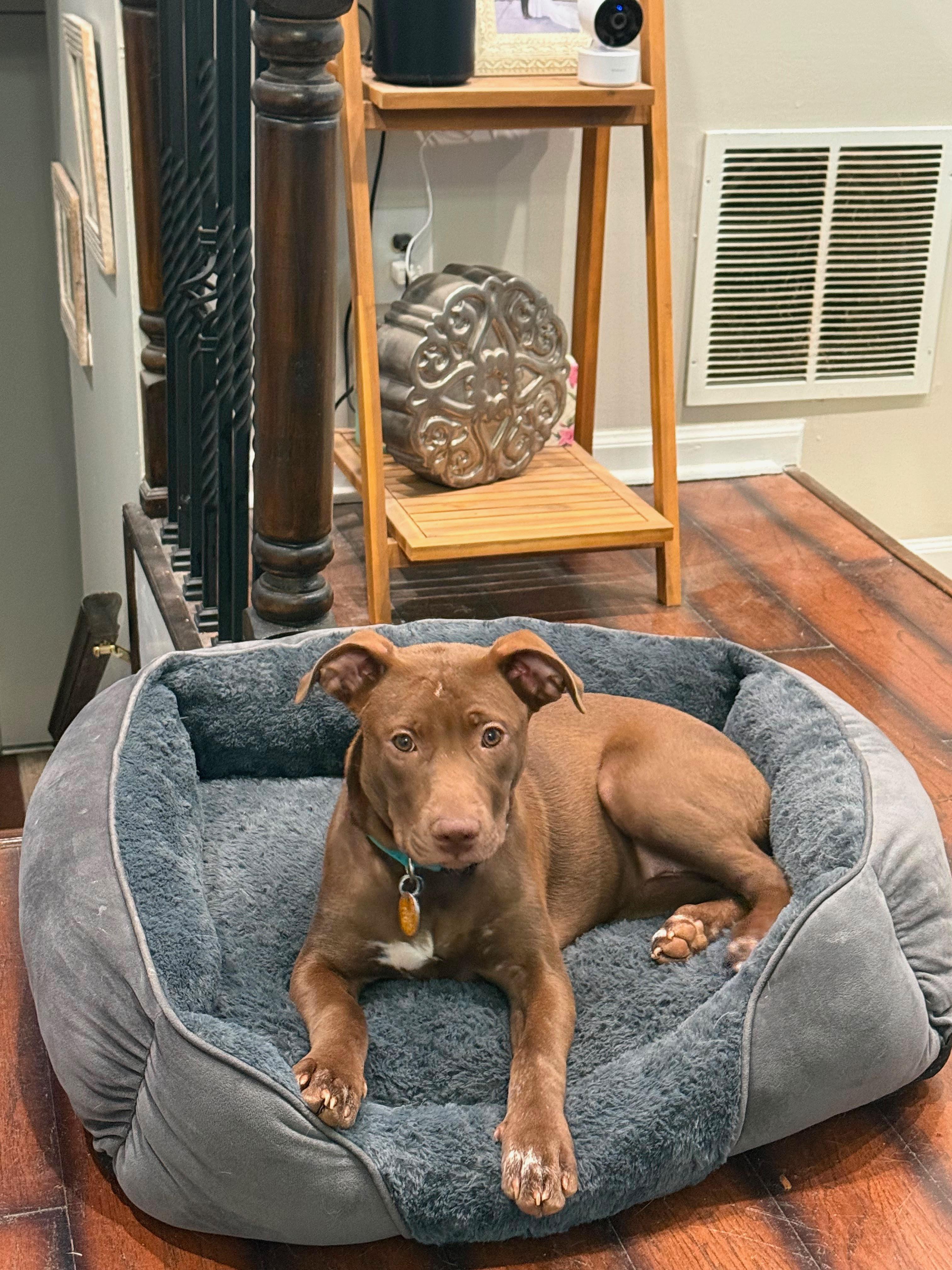 Enlarge Stevi Peeps, a Adoptable mixed breed in Marietta, GA image 4/6