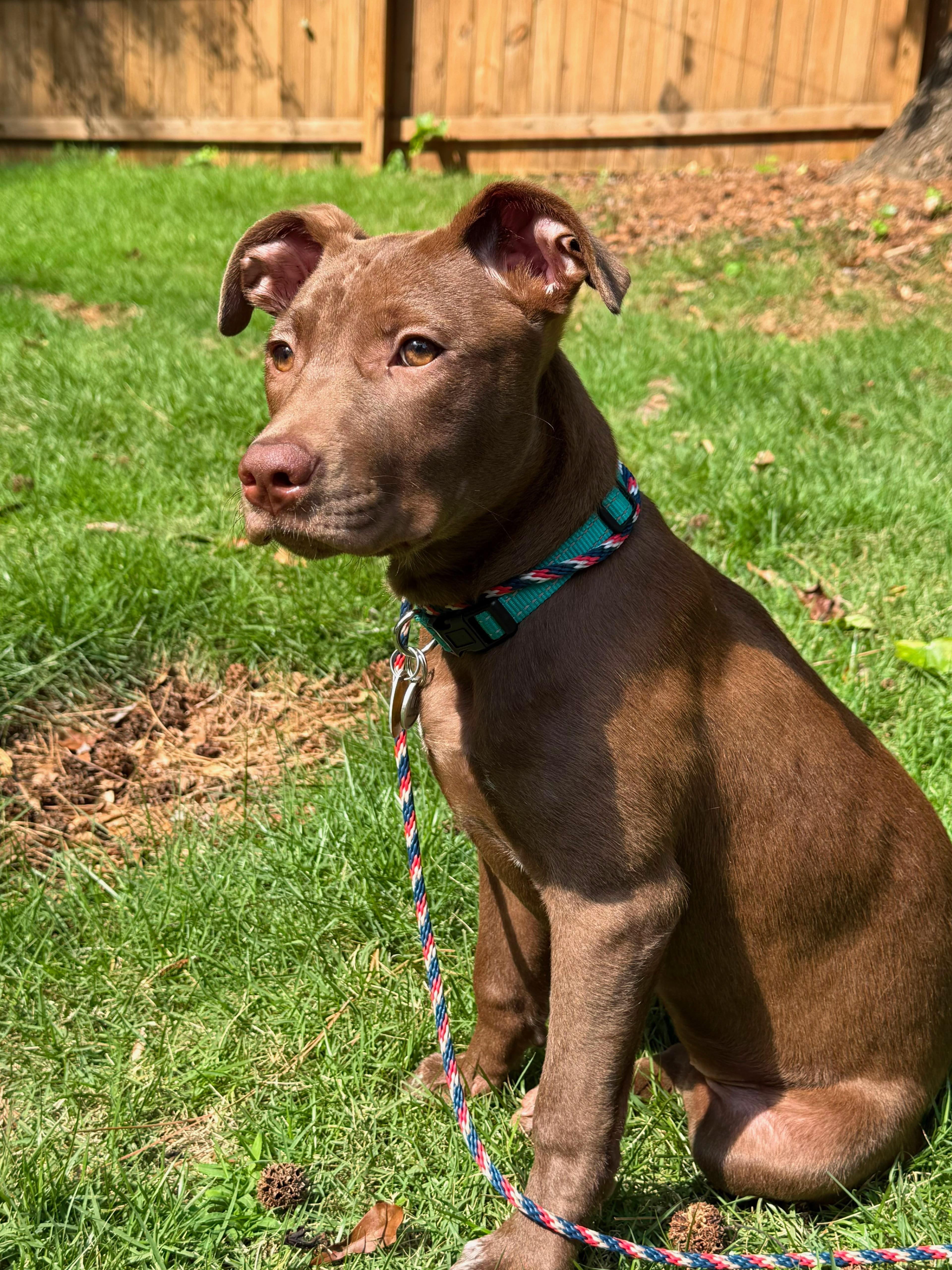Enlarge Stevi Peeps, a Adoptable mixed breed in Marietta, GA image 2/6