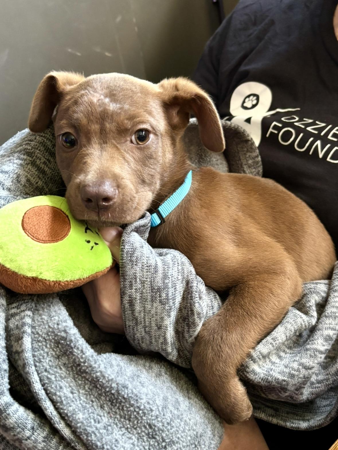 Enlarge Stevi Peeps, a Adoptable mixed breed in Marietta, GA image 1/3