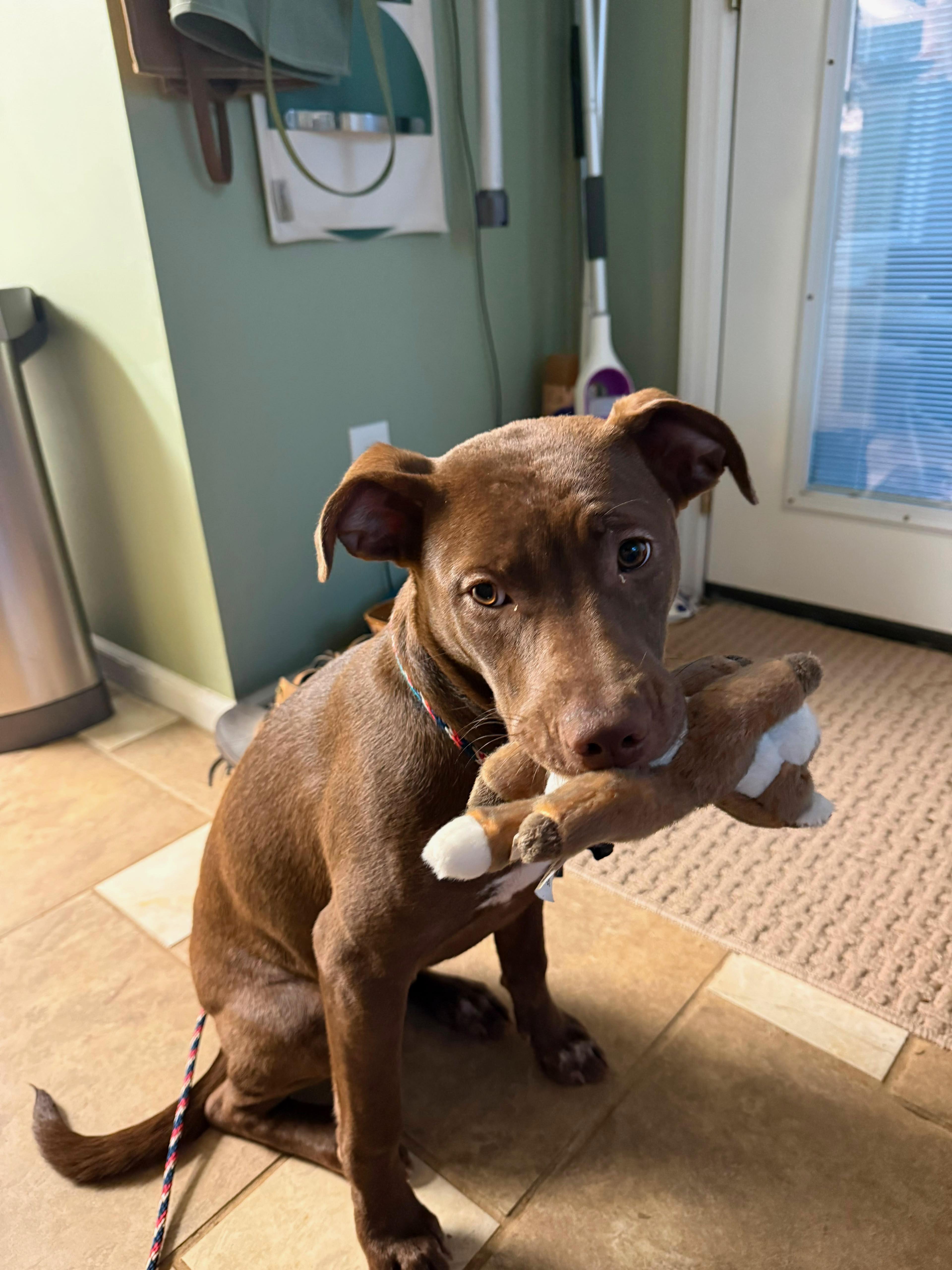 Enlarge Stevi Peeps, a Adoptable mixed breed in Marietta, GA image 6/6