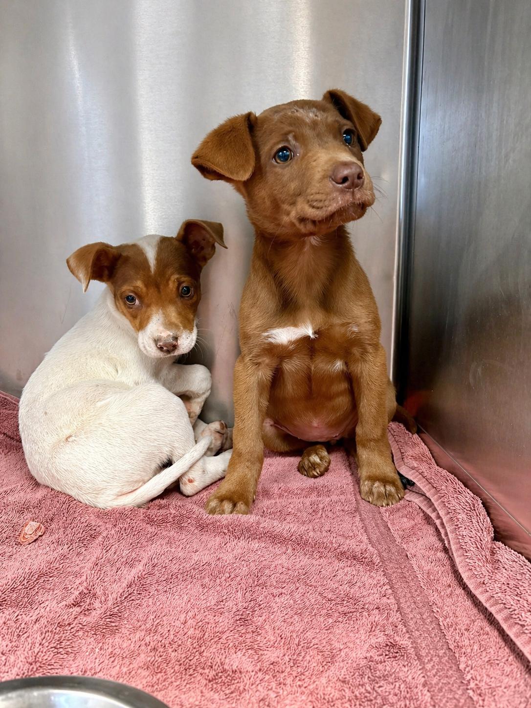 Enlarge Stevi Peeps, a Adoptable mixed breed in Marietta, GA image 3/3
