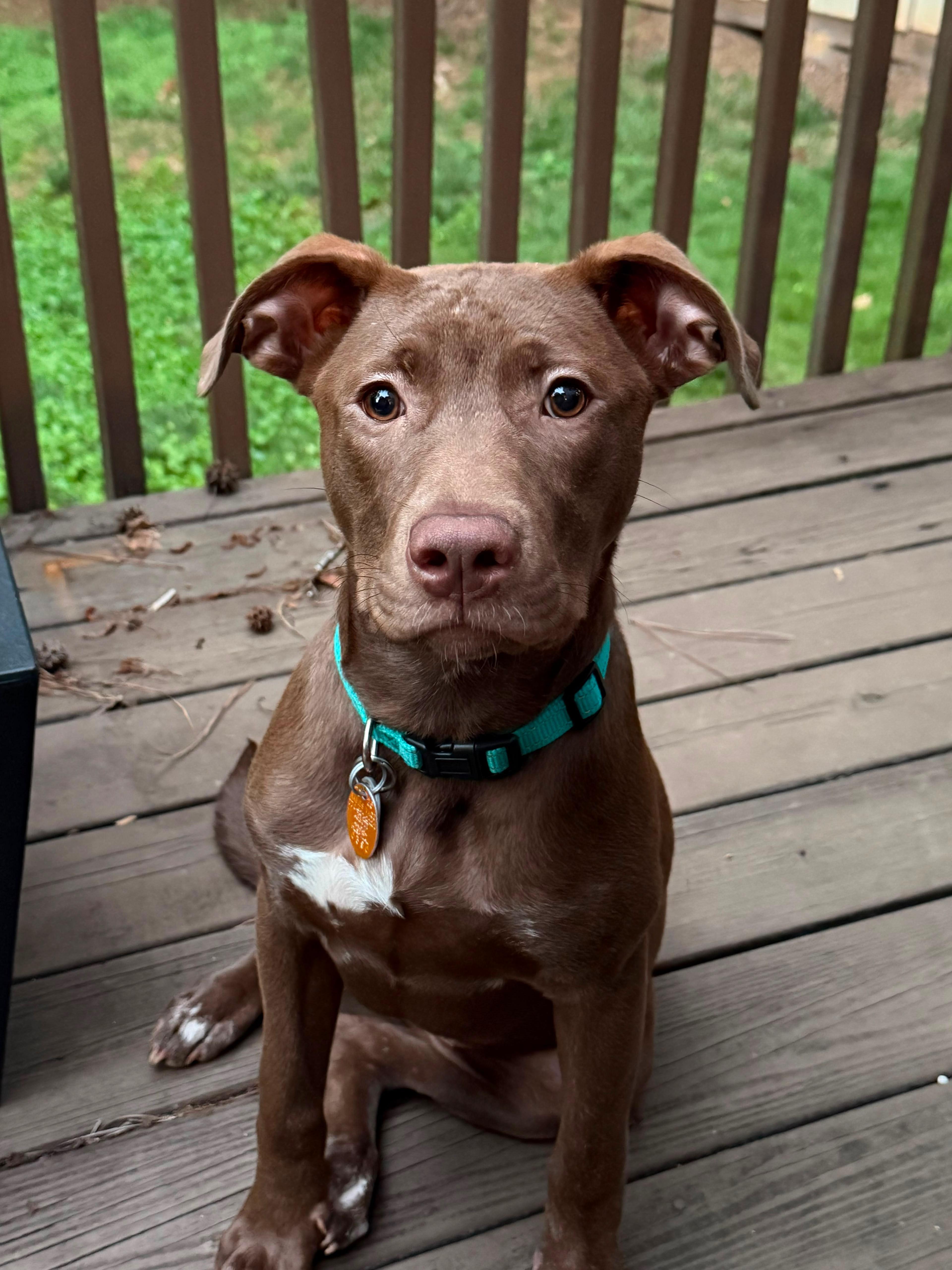 Enlarge Stevi Peeps, a Adoptable mixed breed in Marietta, GA image 3/6