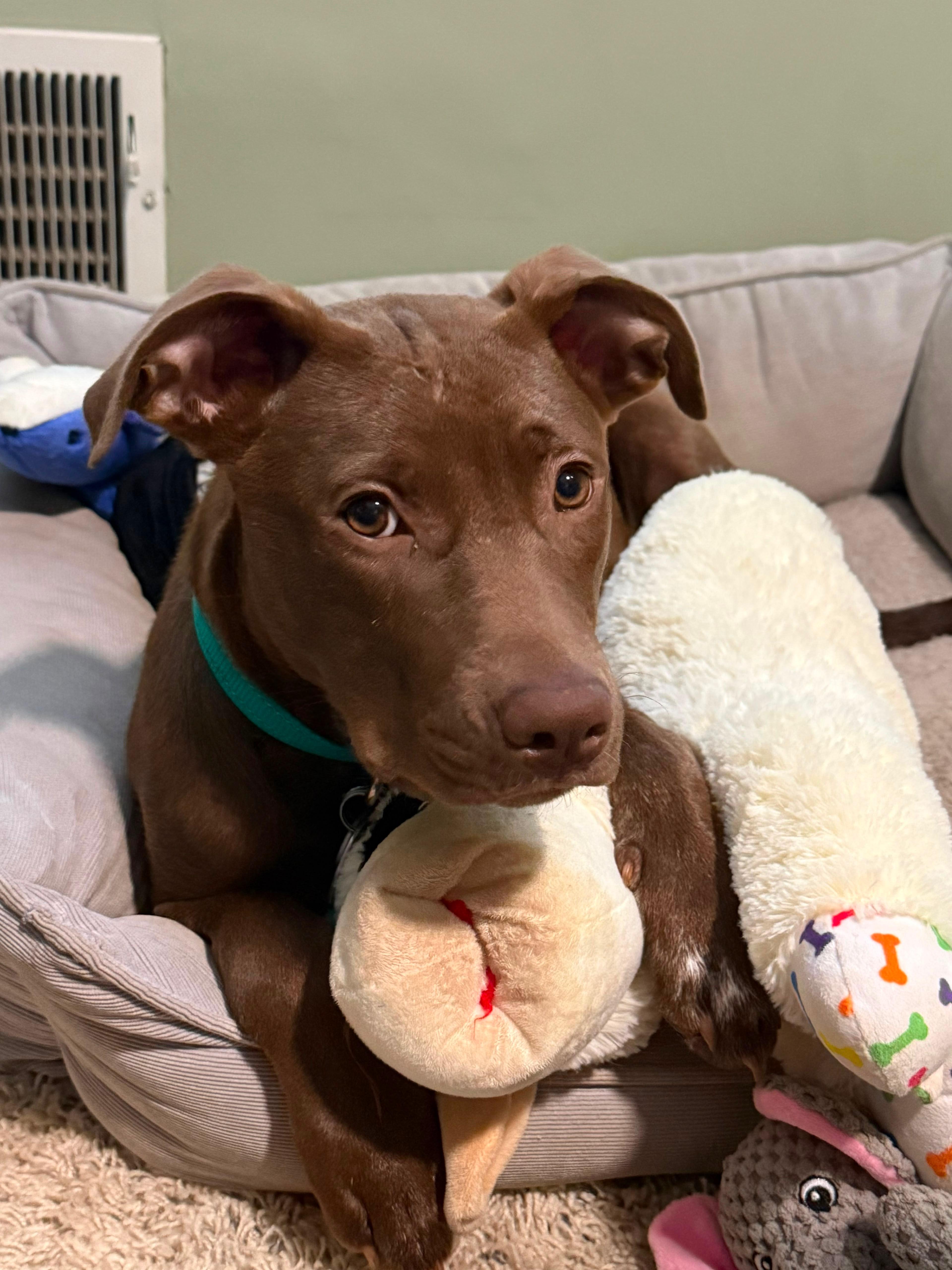 Stevi Peeps, Adoptable, Puppy Female Labrador Retriever & American Staffordshire Terrier.