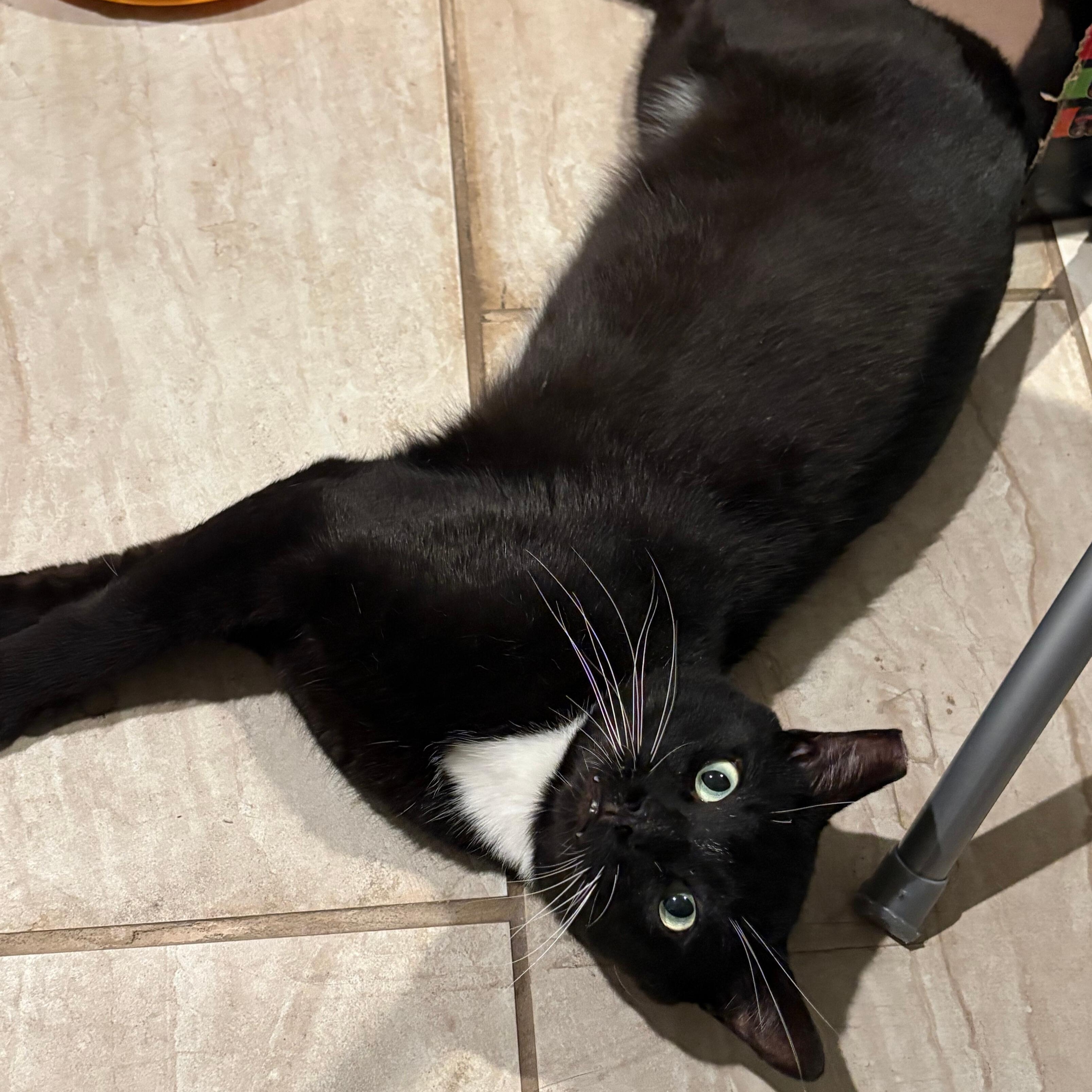 Enlarge Boots, a Adopted mixed breed in Benicia, CA image 1/4