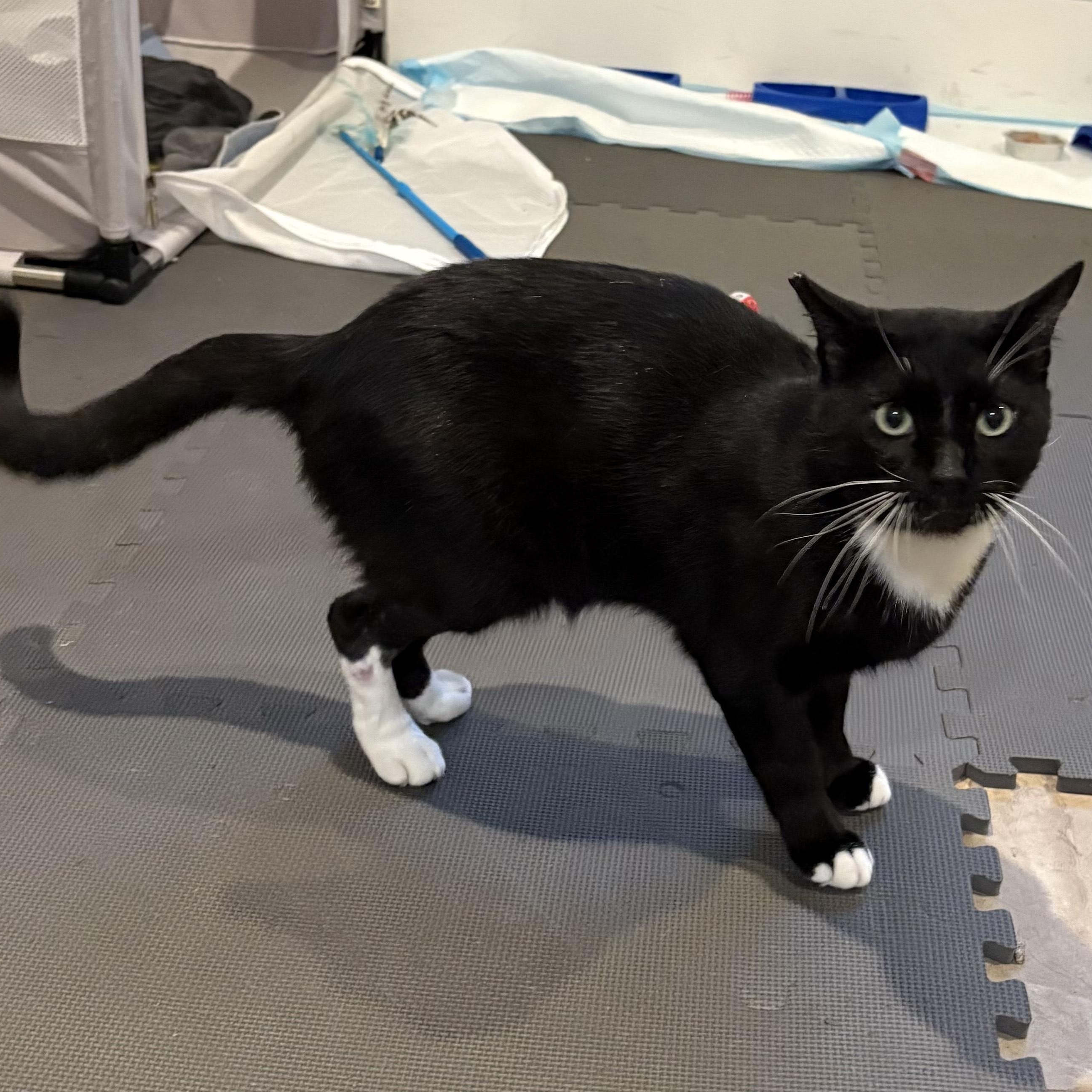 Enlarge Boots, a Adopted mixed breed in Benicia, CA image 2/4