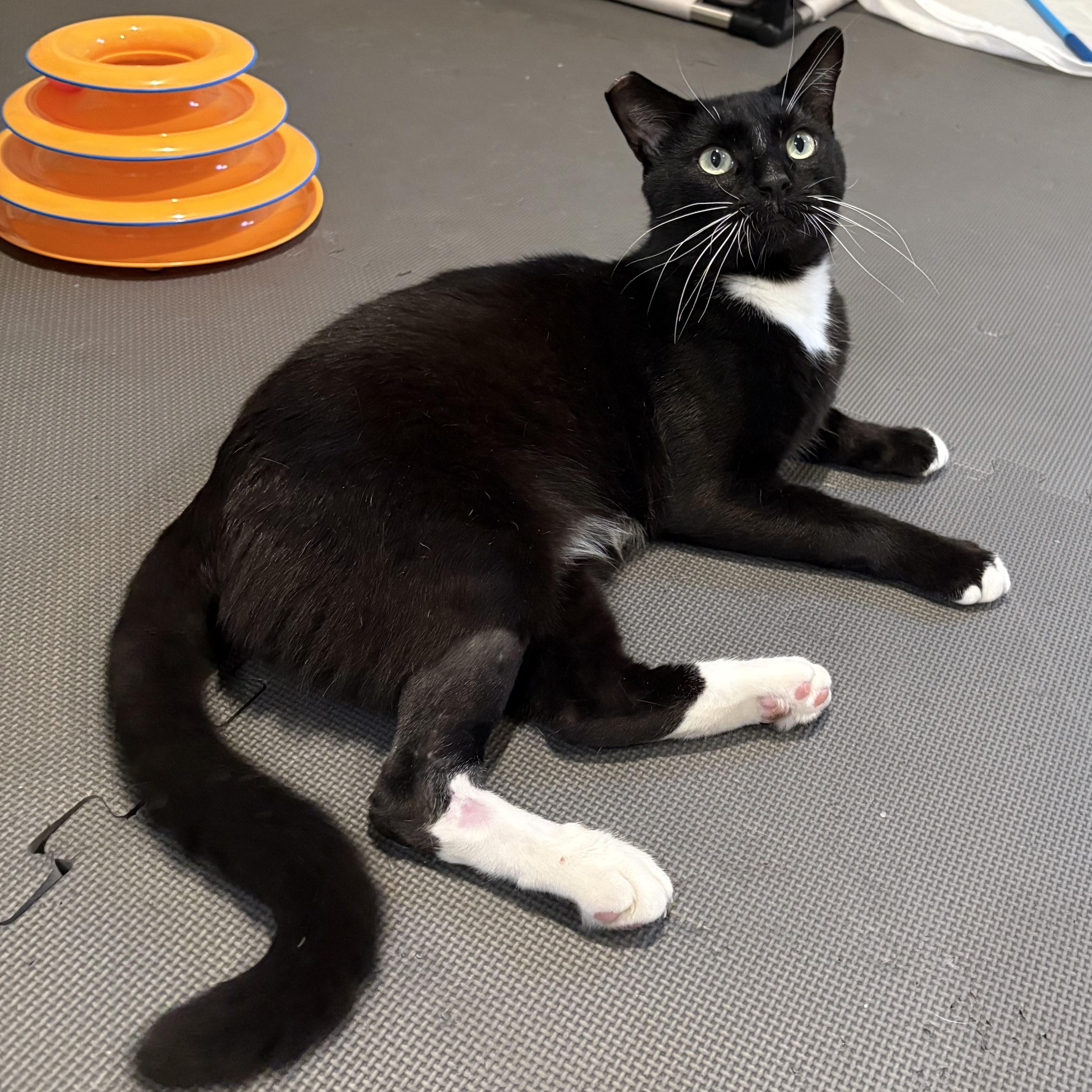 Enlarge Boots, a Adopted mixed breed in Benicia, CA image 3/4