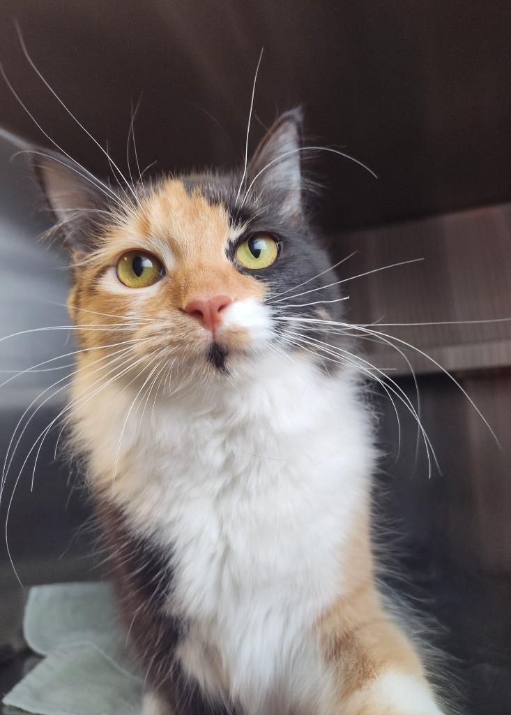 Enlarge Jingle, a Adoptable mixed breed in Sandusky, OH image 1/1