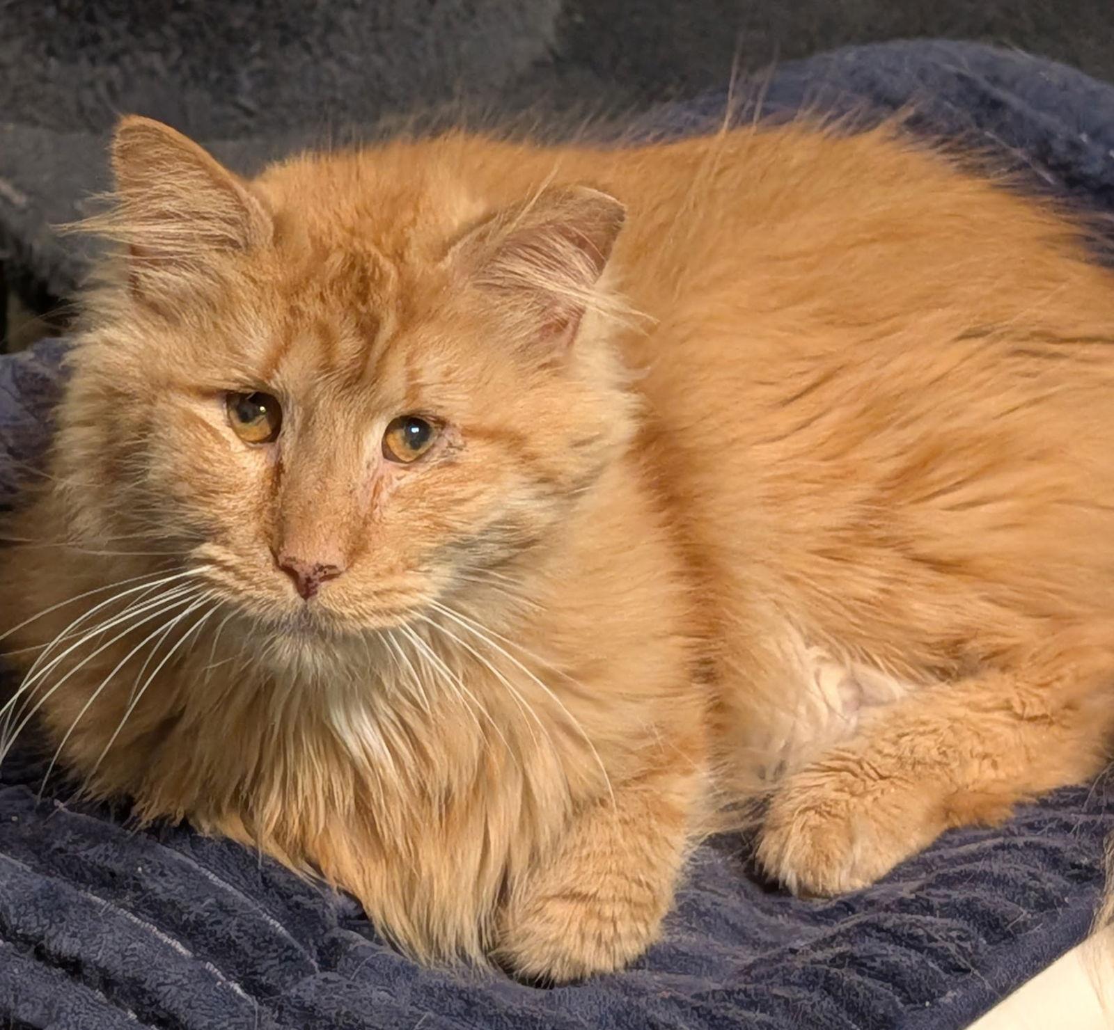 Enlarge Charles, a Adoptable Domestic Long Hair in Pompano Beach, FL image 1/3