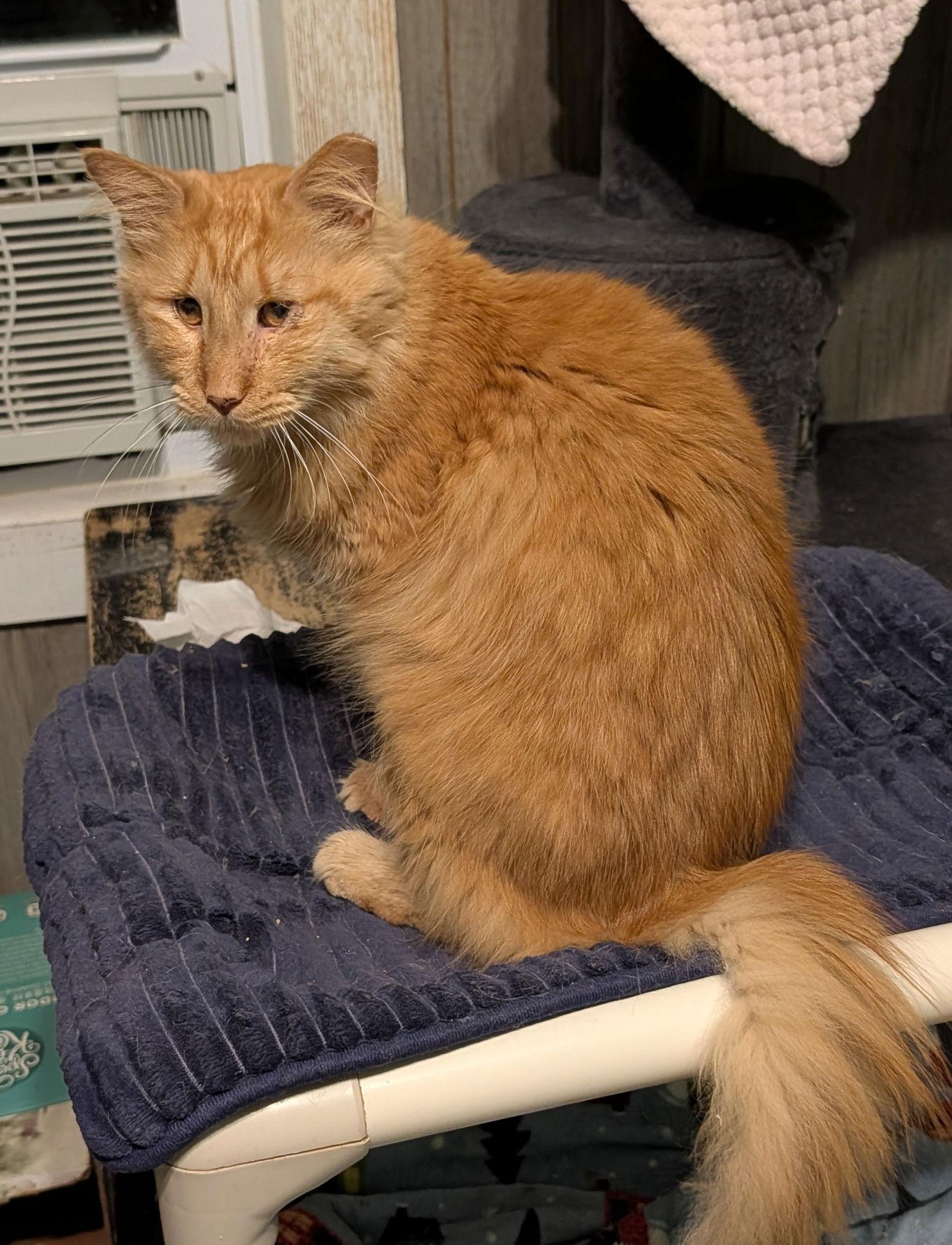 Enlarge Charles, a Adoptable Domestic Long Hair in Pompano Beach, FL image 2/3