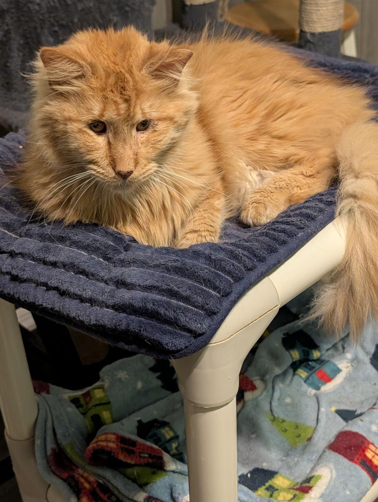 Enlarge Charles, a Adoptable Domestic Long Hair in Pompano Beach, FL image 3/3