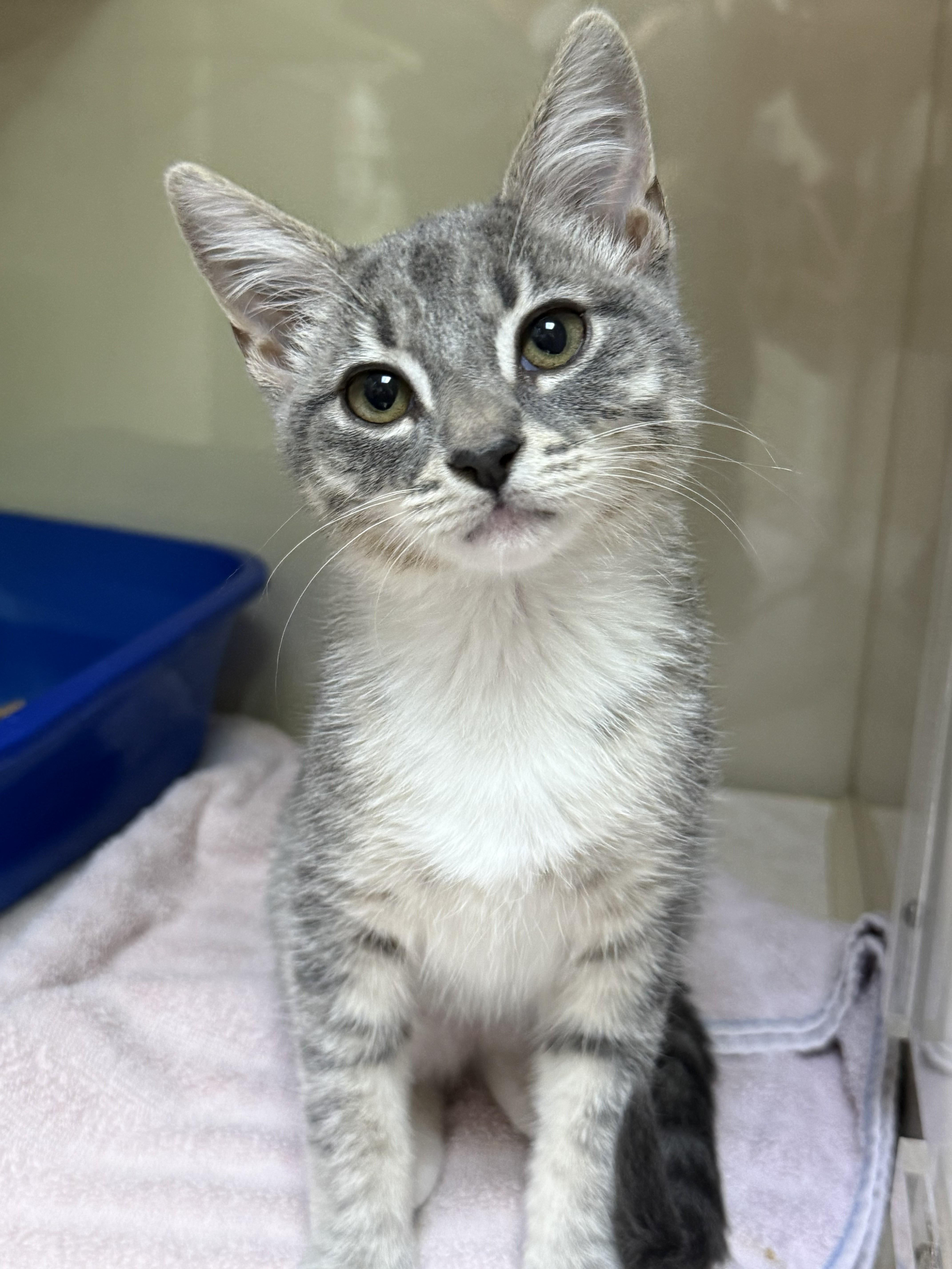Chili, a ADOPTABLE mixed breed in Knoxville, TN image 1/5