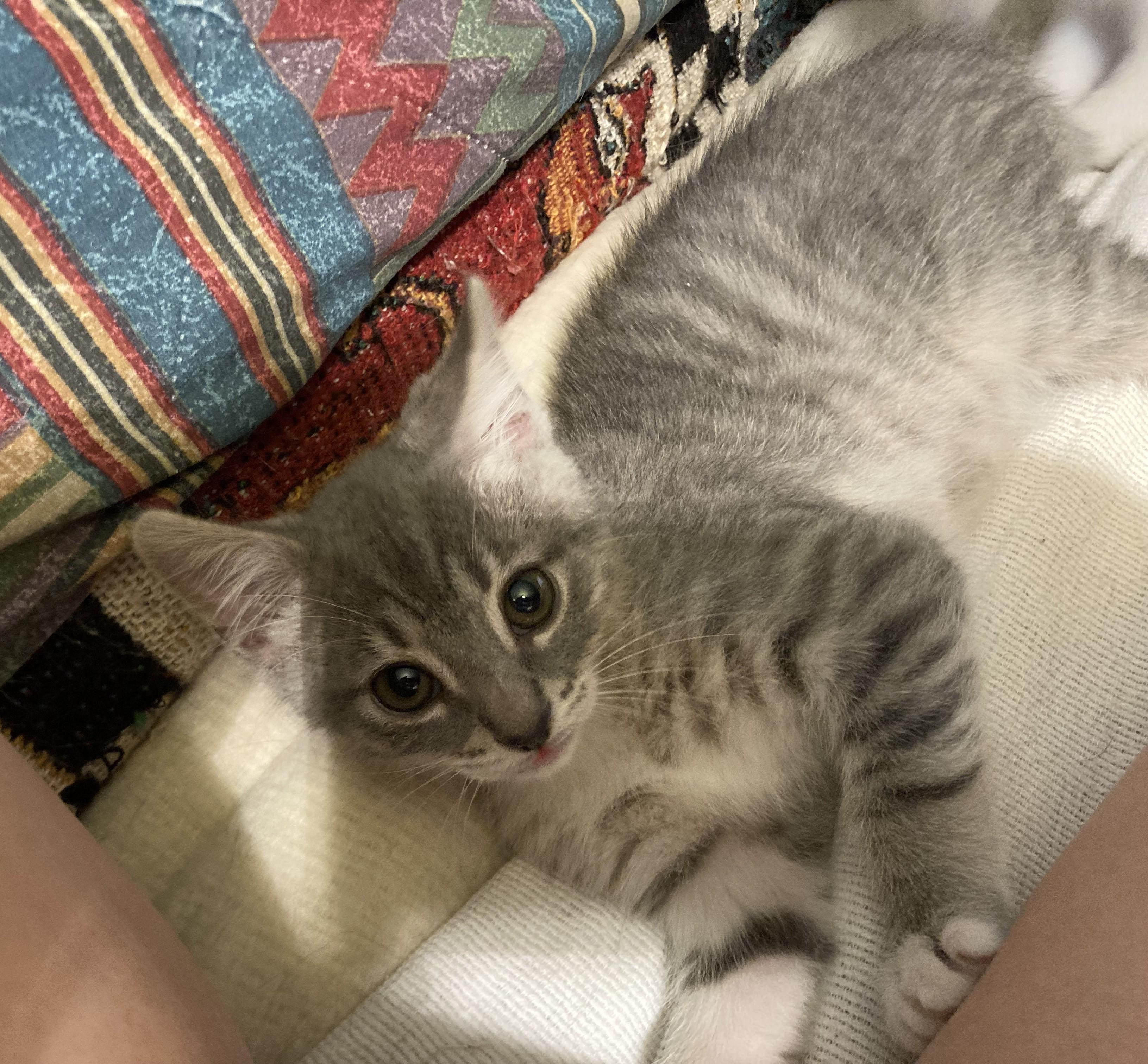 Chili, ADOPTABLE, Kitten Female Domestic Short Hair.