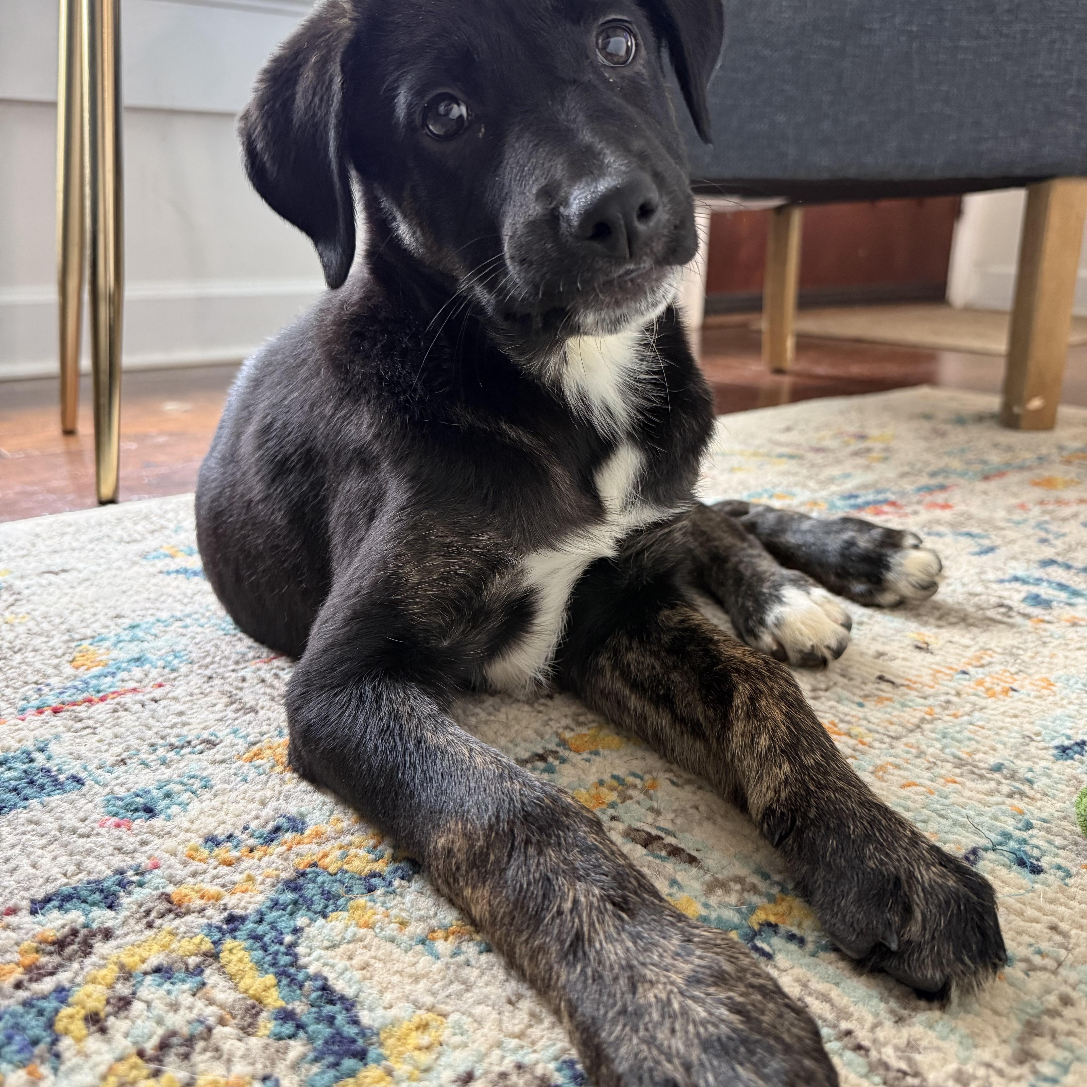 Enlarge Nyx, an adopted mixed breed in Charlotte, NC image 6/6