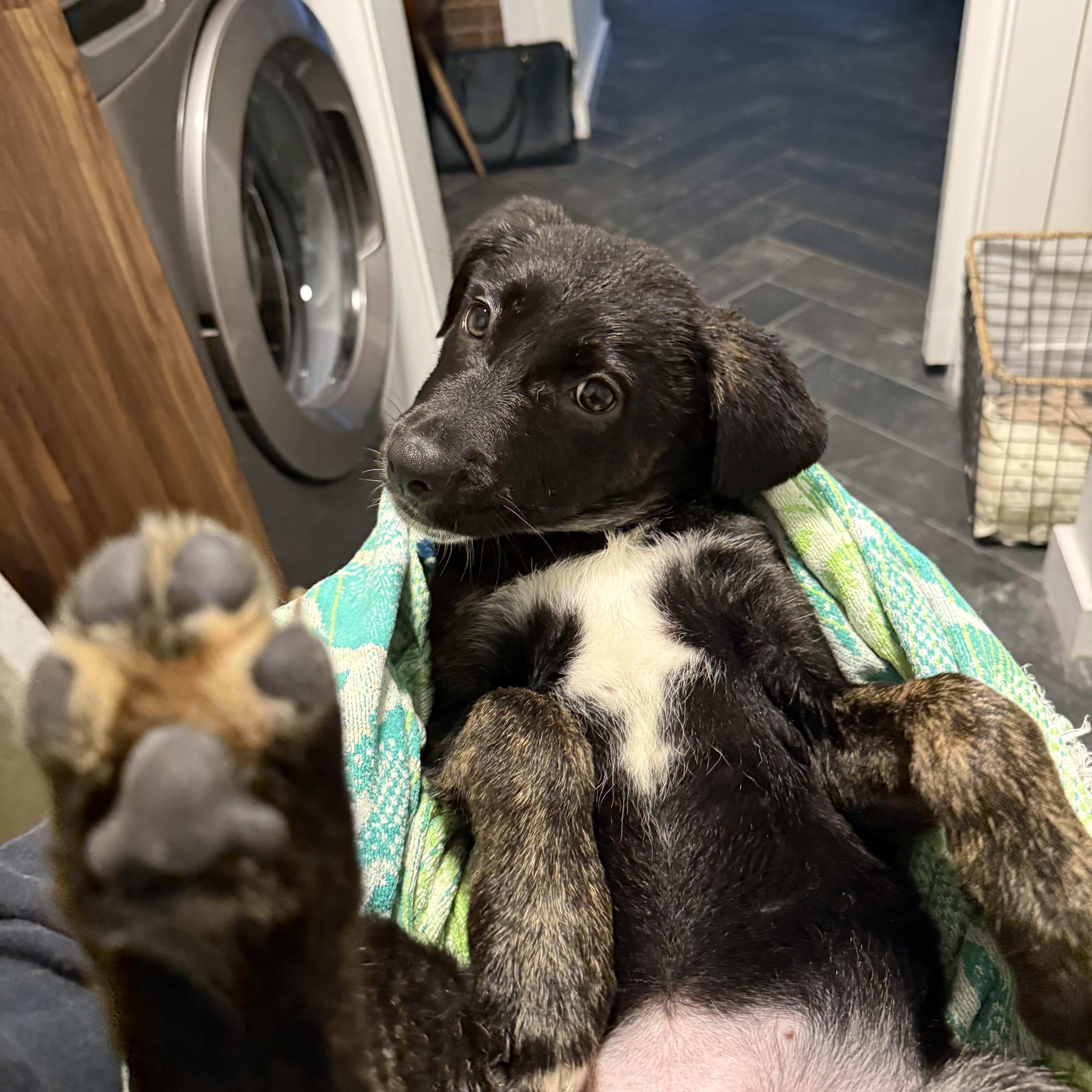 Enlarge Nyx, an adopted mixed breed in Charlotte, NC image 4/6