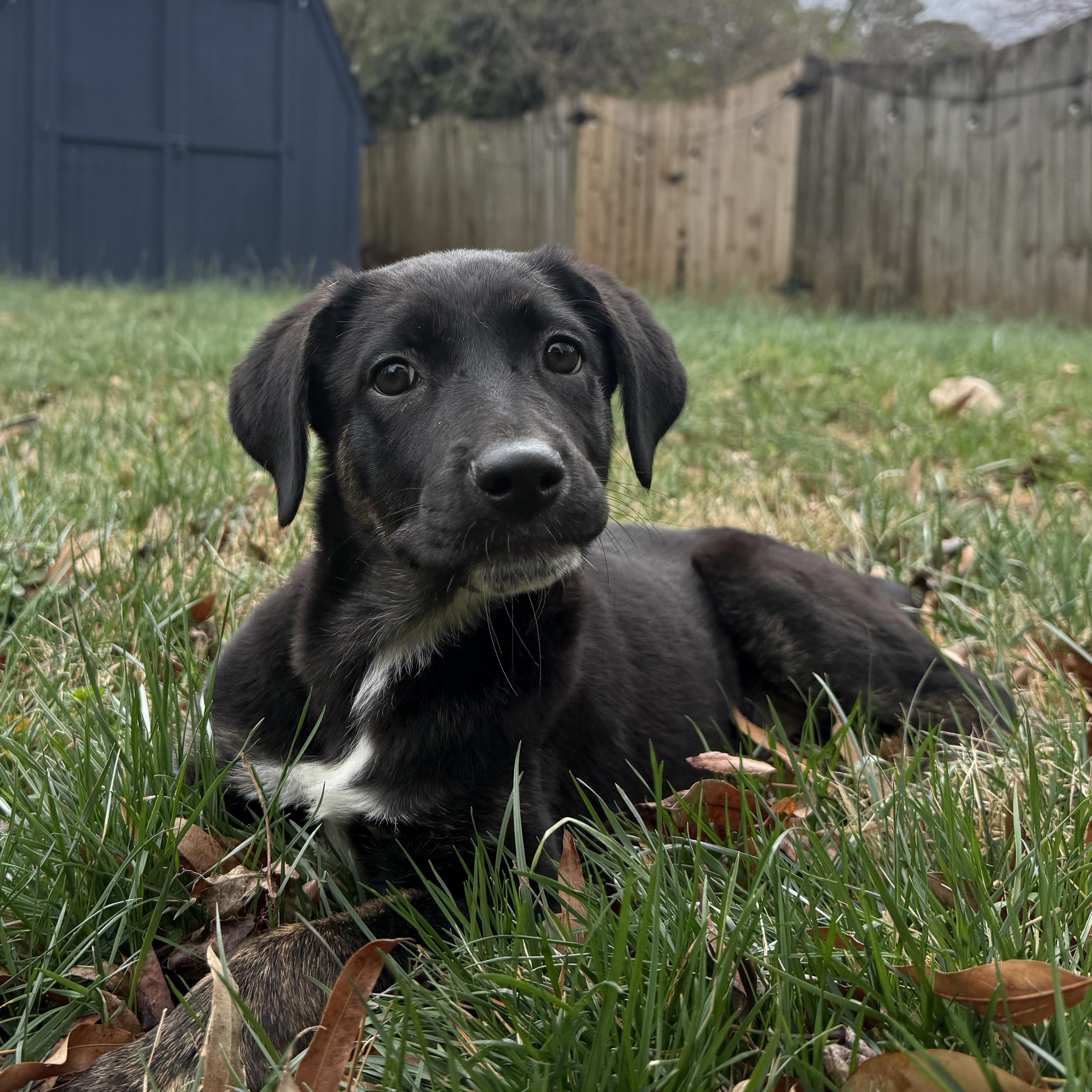 Enlarge Nyx, an adopted mixed breed in Charlotte, NC image 1/6