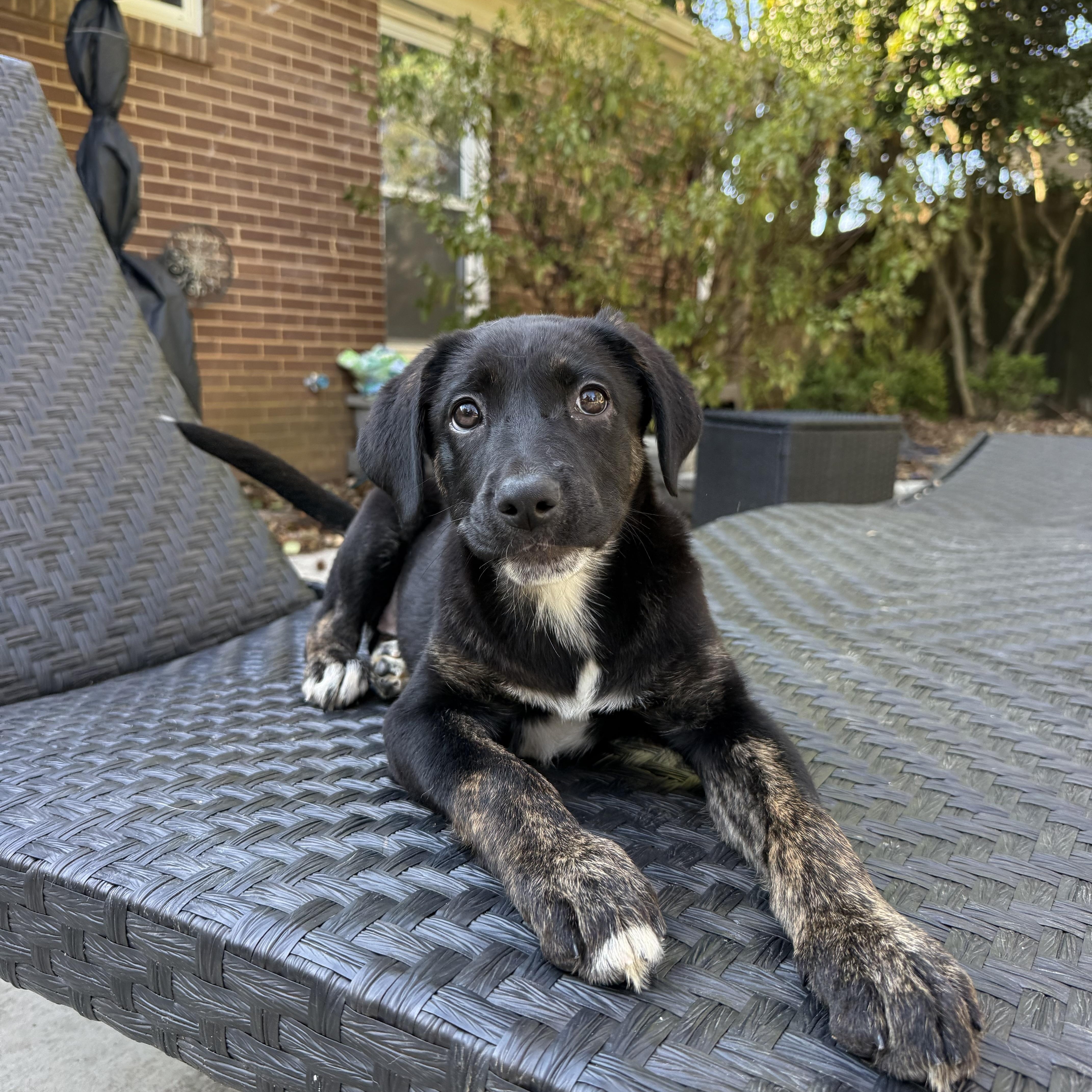 Enlarge Nyx, an adopted mixed breed in Charlotte, NC image 2/6