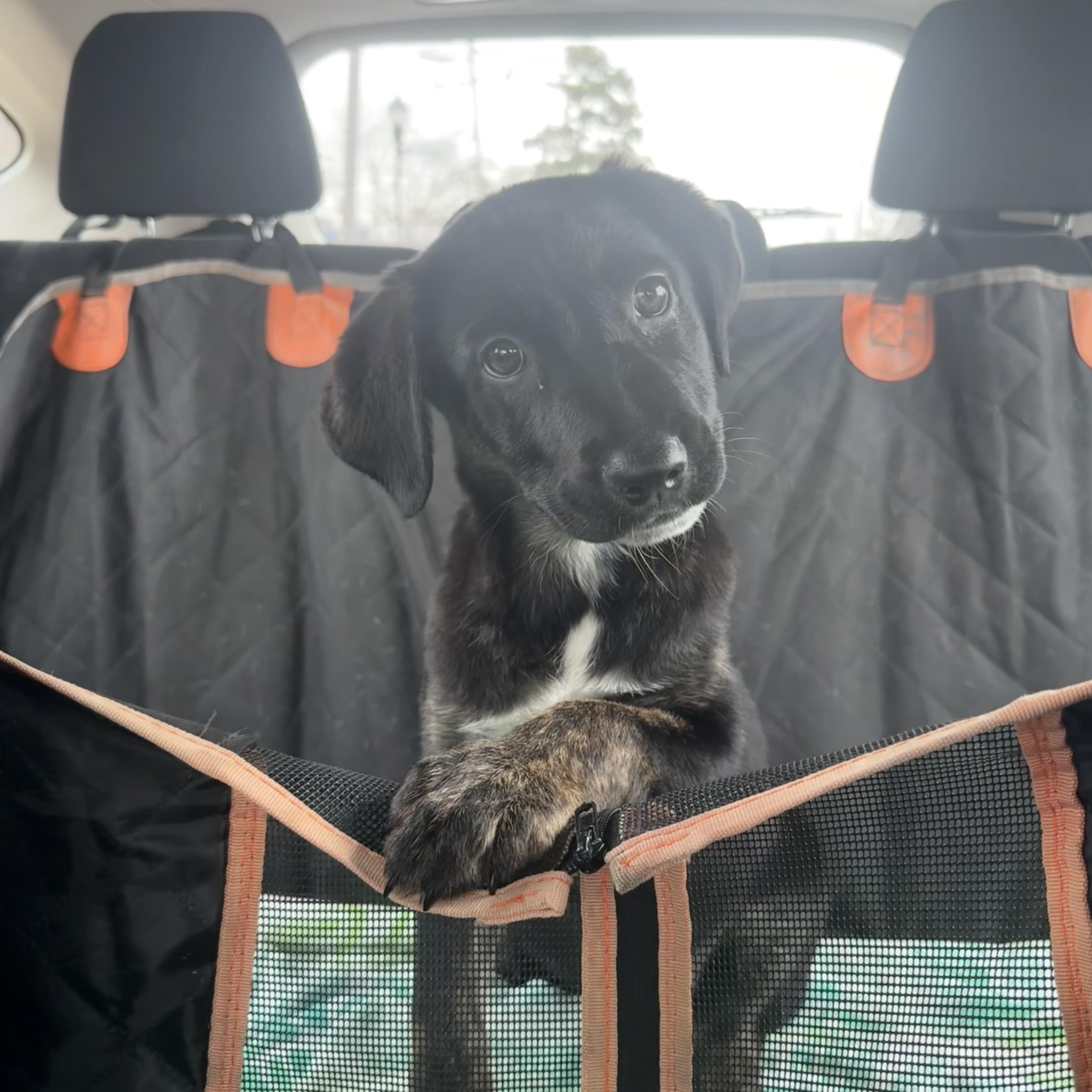 Enlarge Nyx, an adopted mixed breed in Charlotte, NC image 5/6