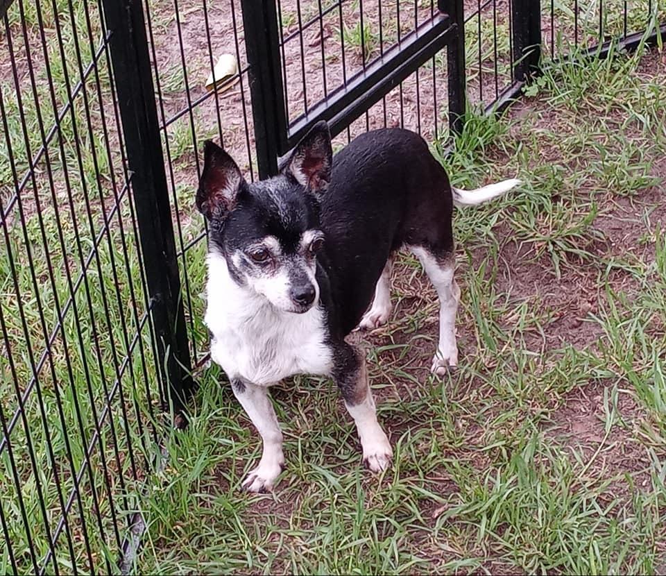 Coco, Adopted, Adult Male Chihuahua.