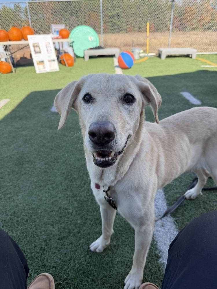 Nixnala, Adoptable, Adult Female Mixed Breed & Labrador Retriever.