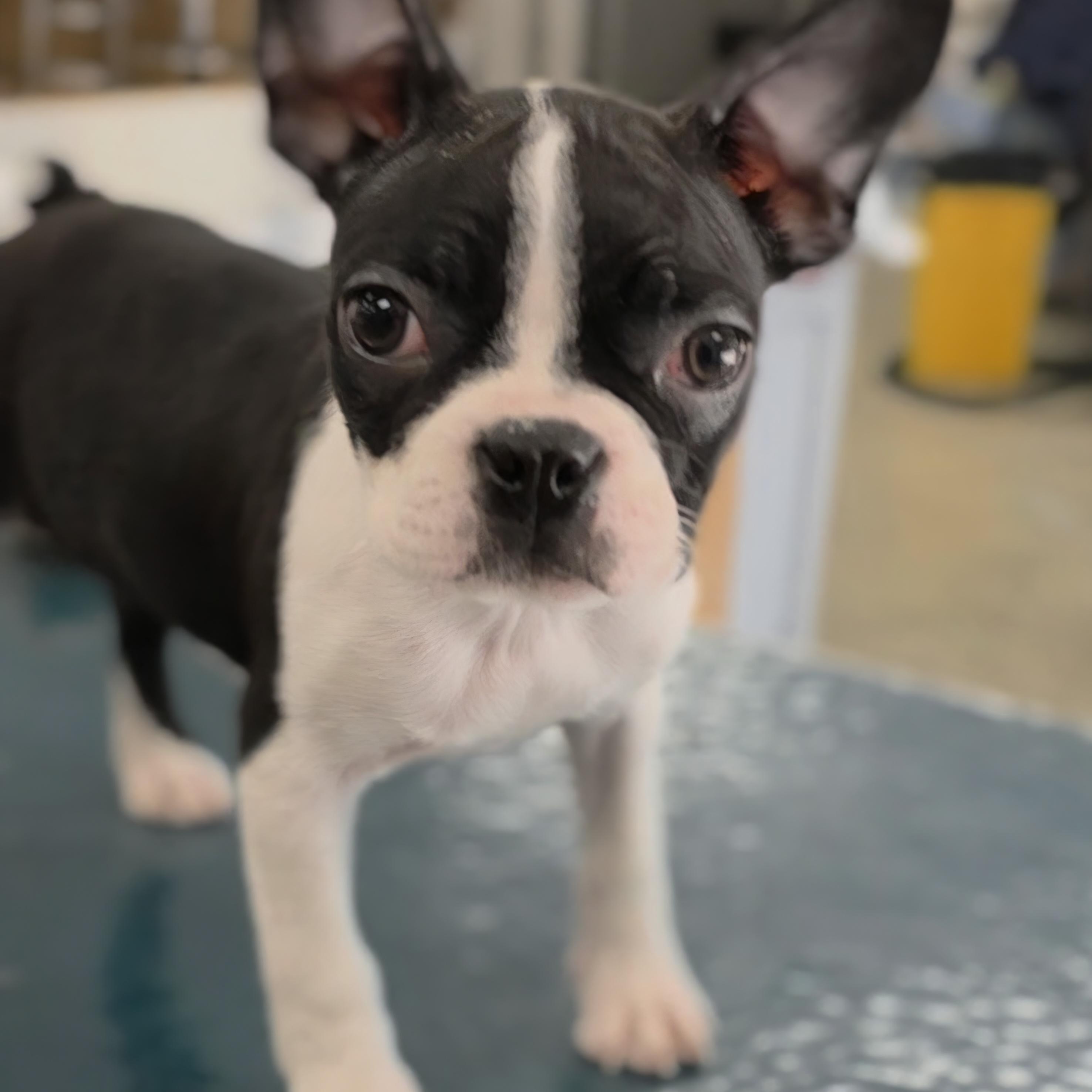 Enlarge Wonda, a Adoptable Boston Terrier in Ashland, OH image 3/5