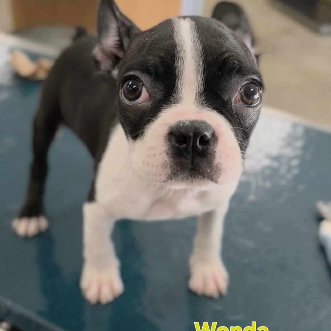Enlarge Wonda, a Adoptable Boston Terrier in Ashland, OH image 4/5