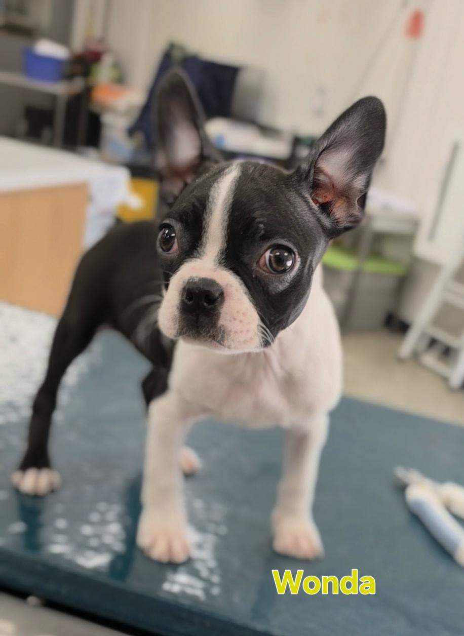 Enlarge Wonda, a Adoptable Boston Terrier in Ashland, OH image 2/5