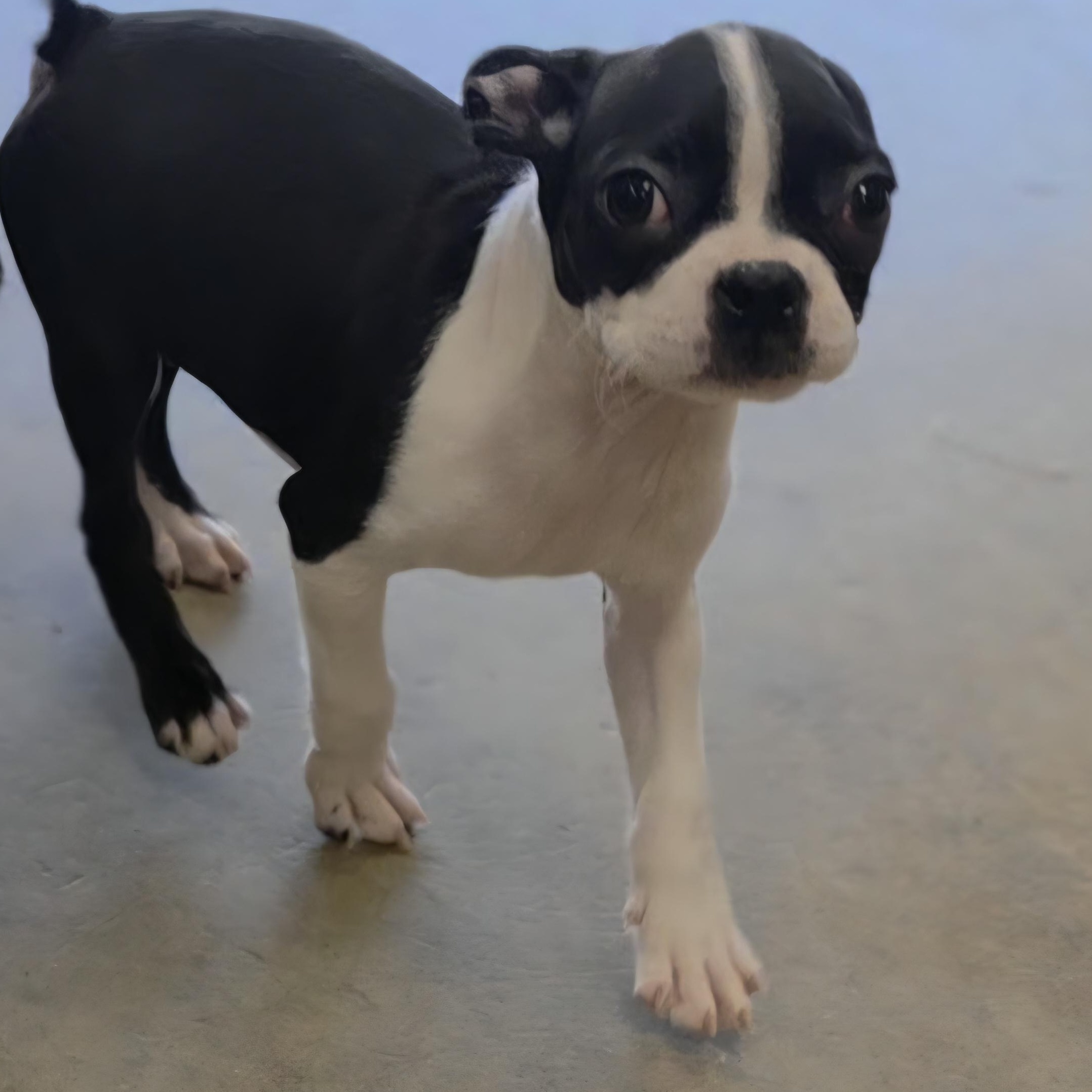 Enlarge Wonda, a Adoptable Boston Terrier in Ashland, OH image 5/5