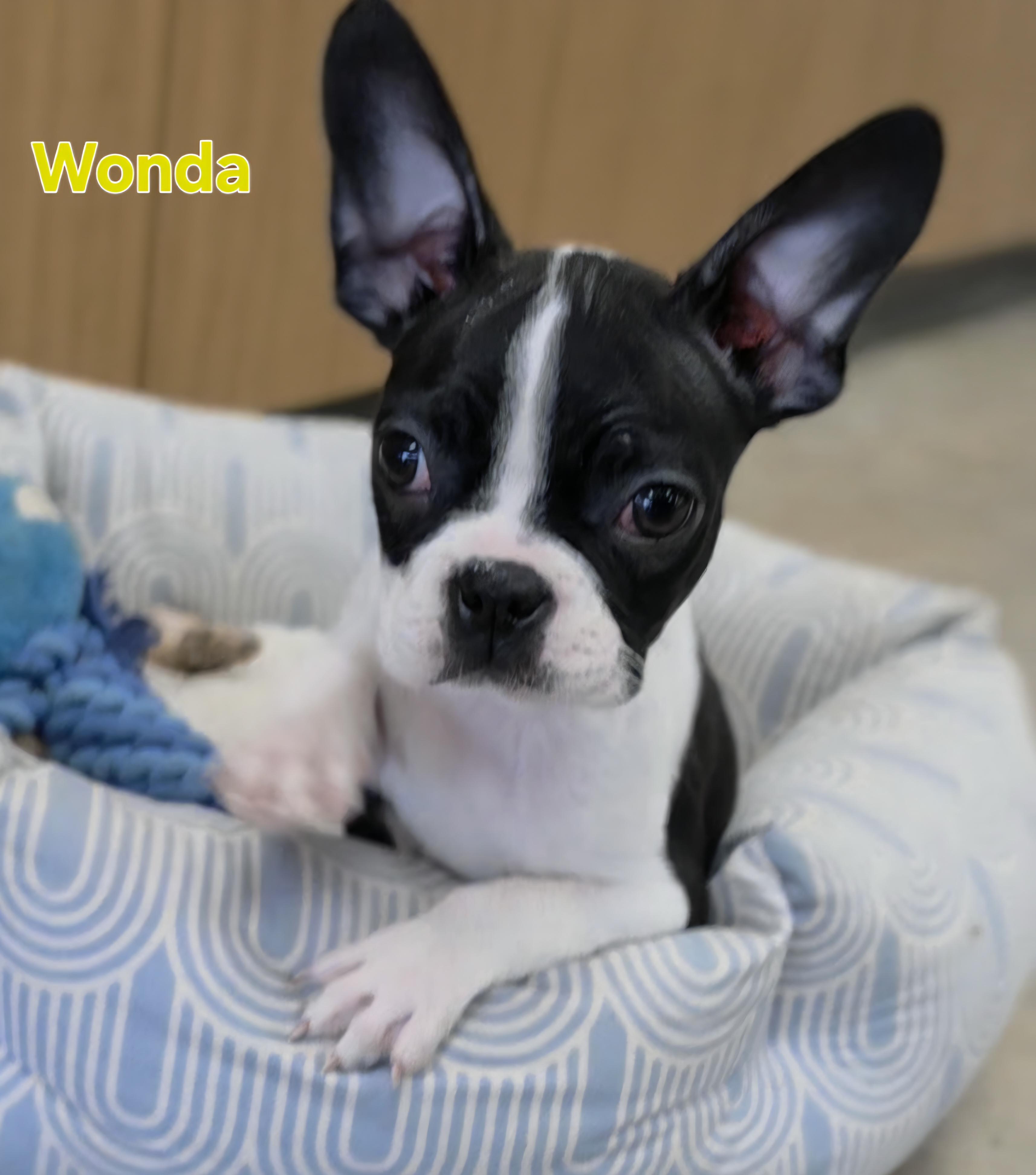 Enlarge Wonda, a Adoptable Boston Terrier in Ashland, OH image 1/5