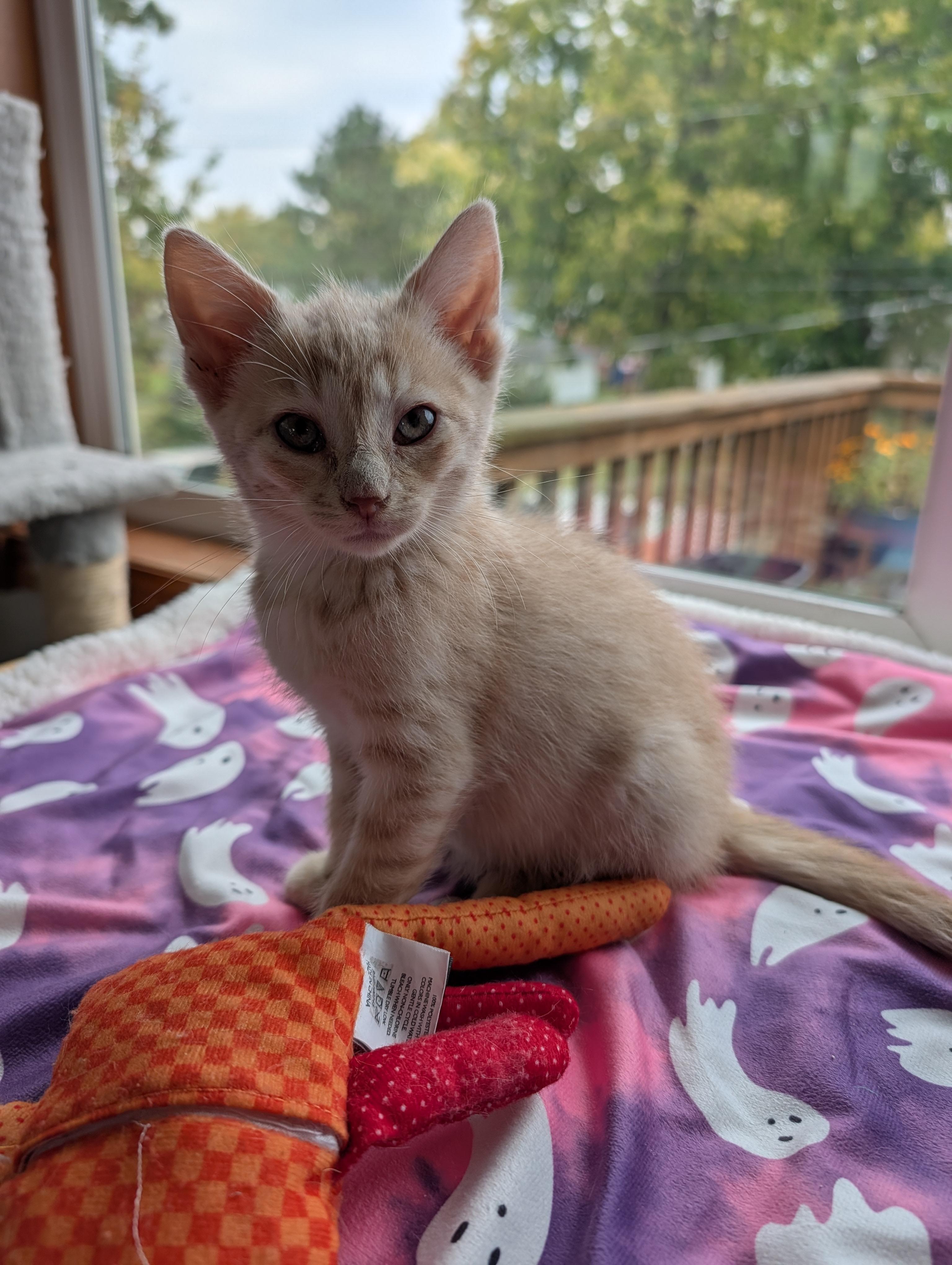 Orange Creamsicle thumbnail 3