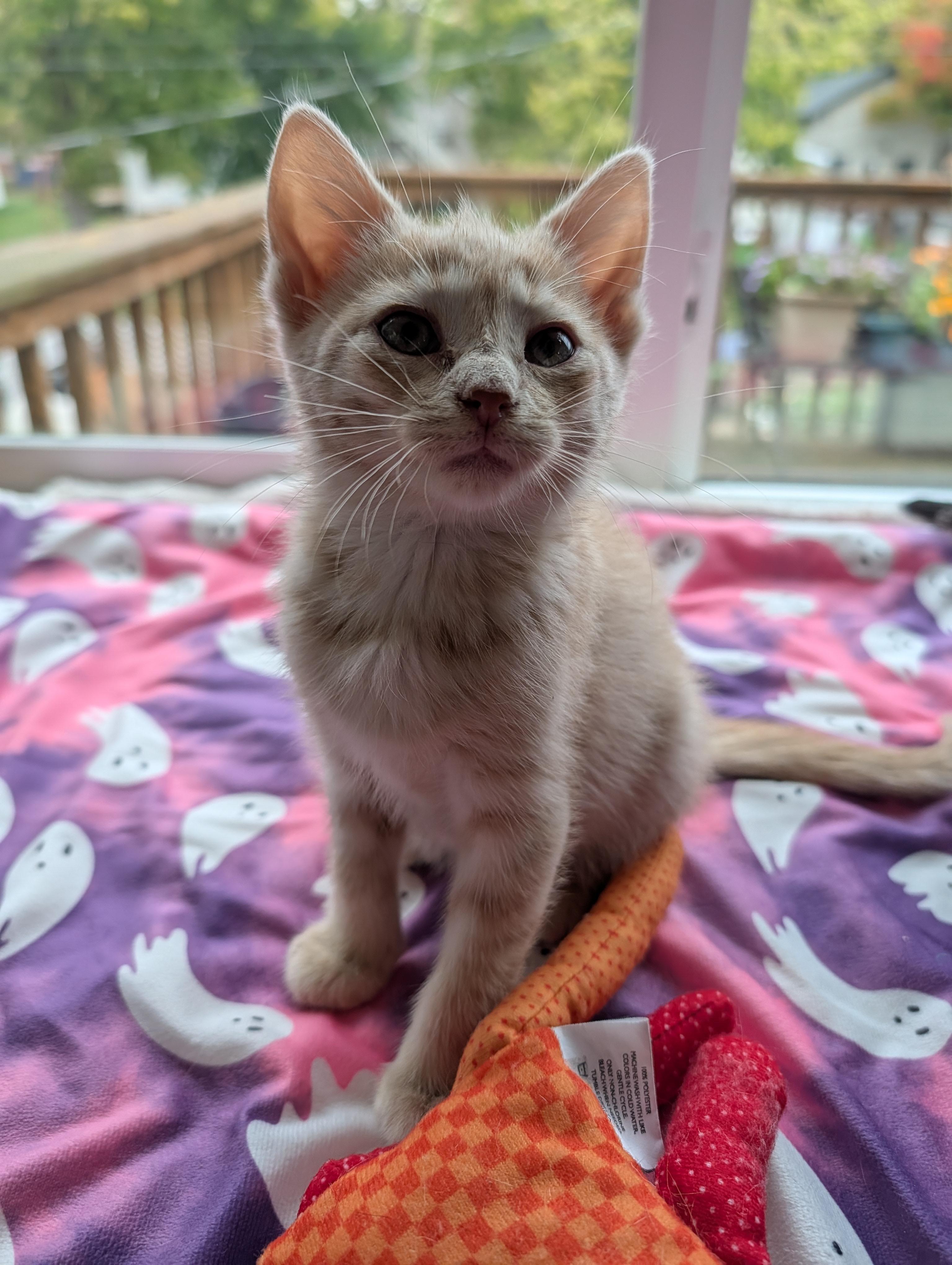 Orange Creamsicle