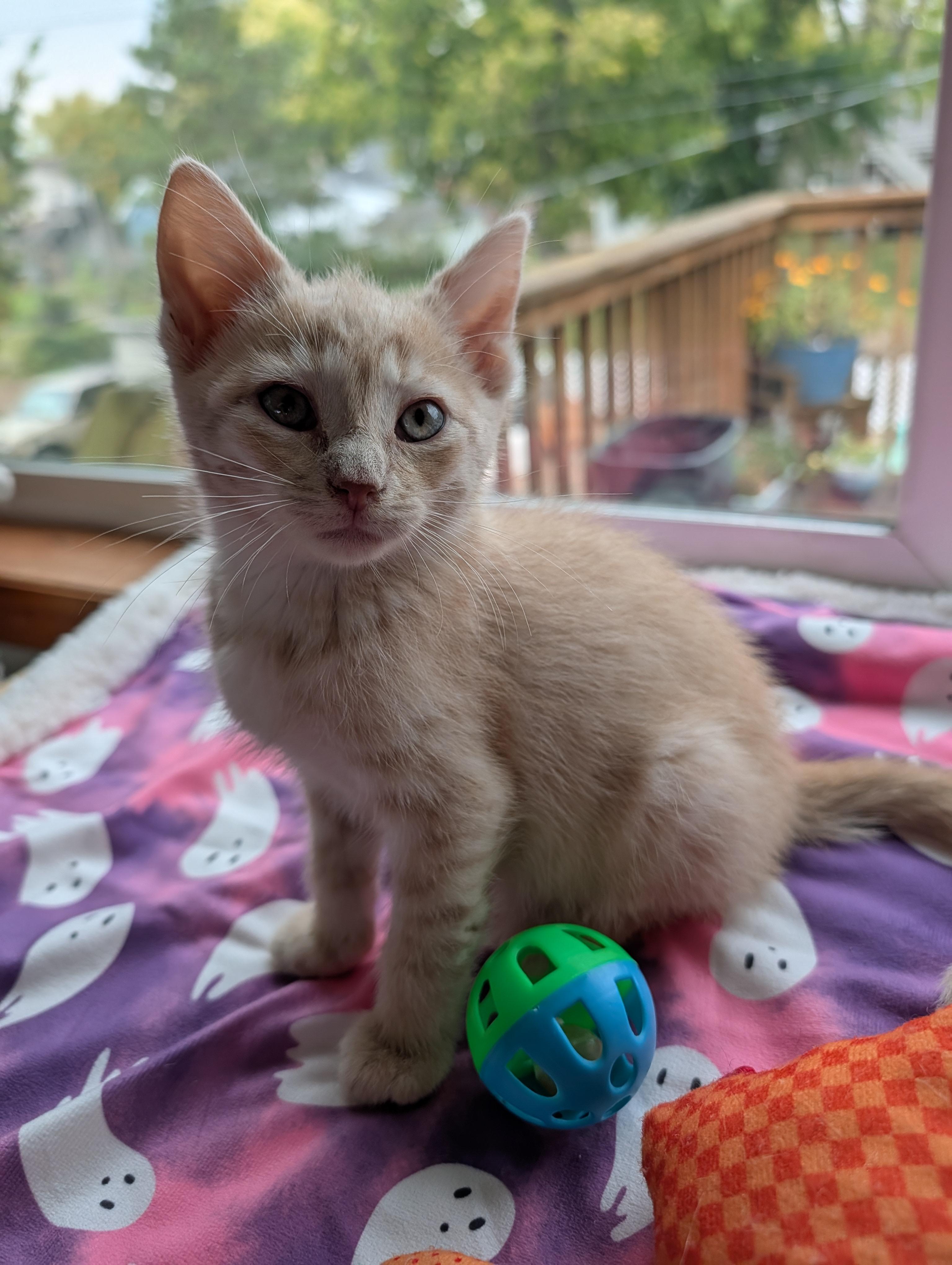 Orange Creamsicle thumbnail 4