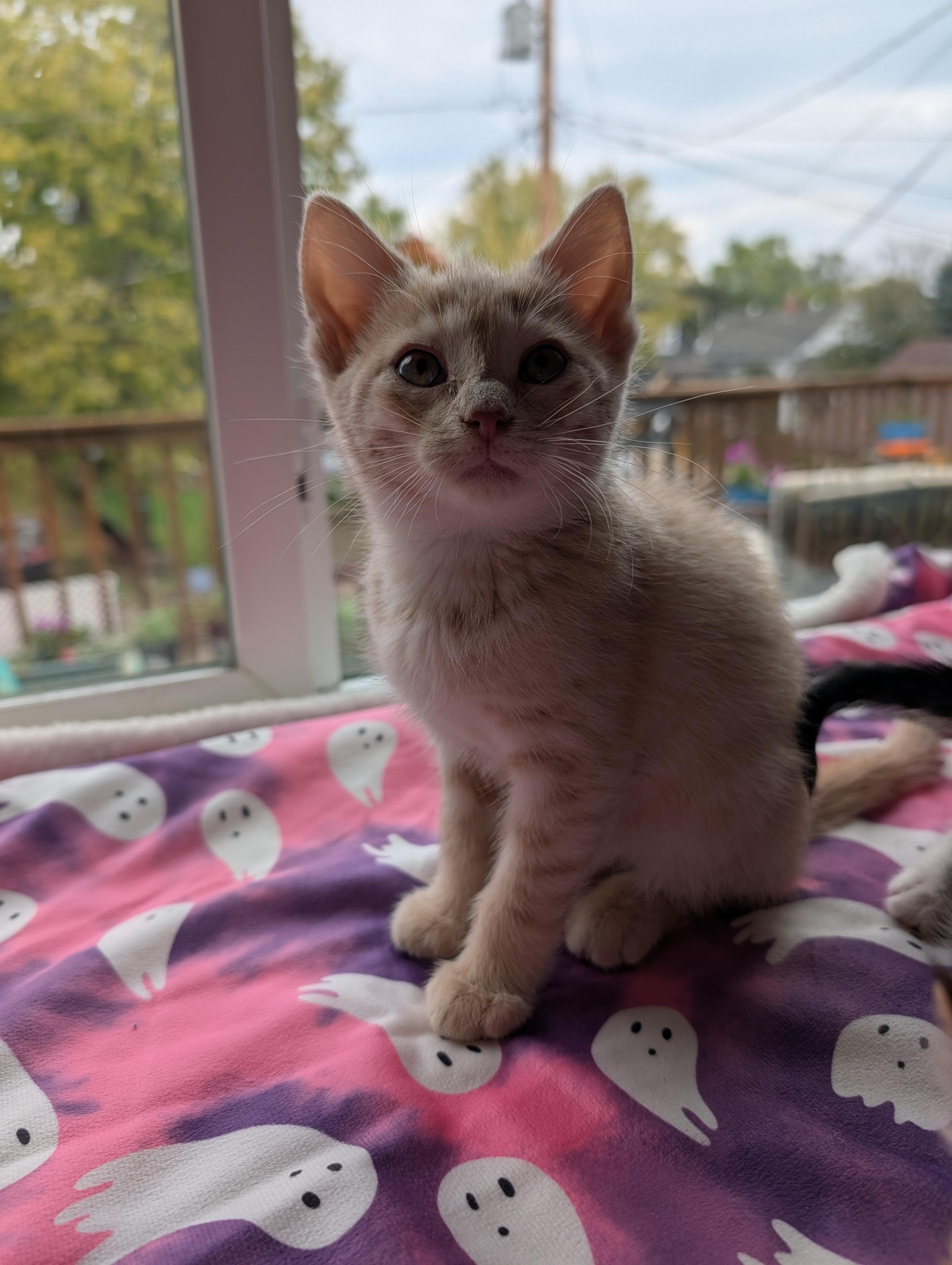 Orange Creamsicle thumbnail 2