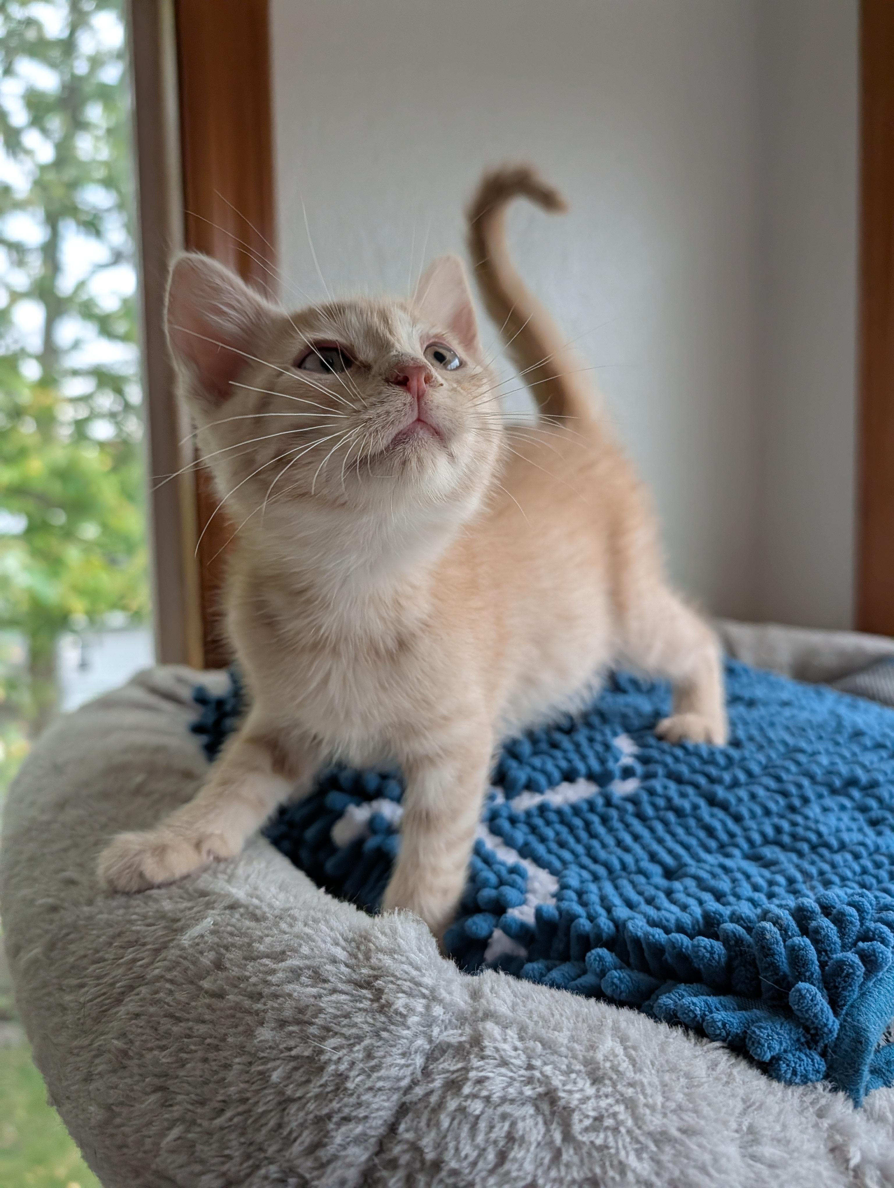 Orange Creamsicle thumbnail 5