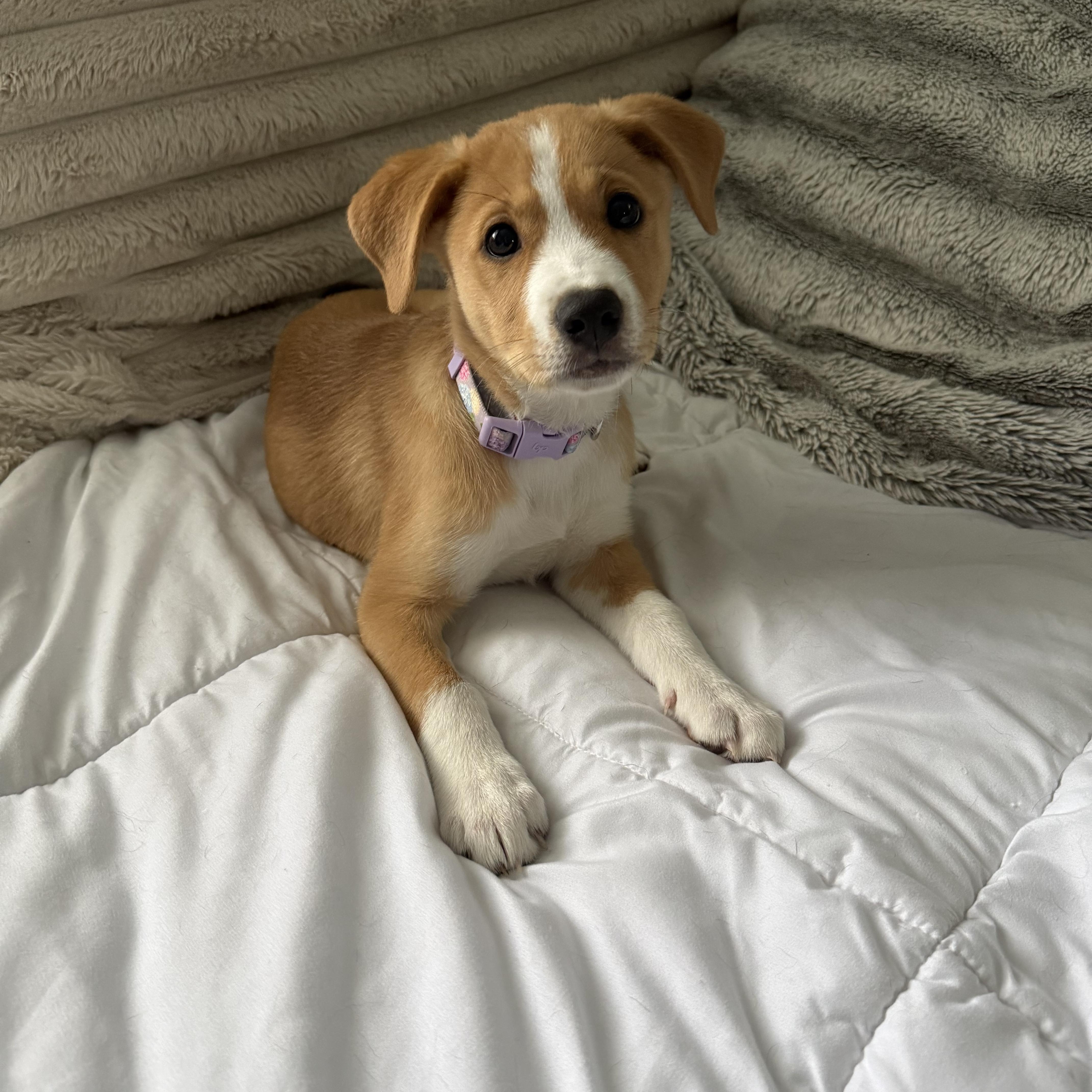 Enlarge Delilah, an adopted mixed breed in Kutztown, PA image 2/3